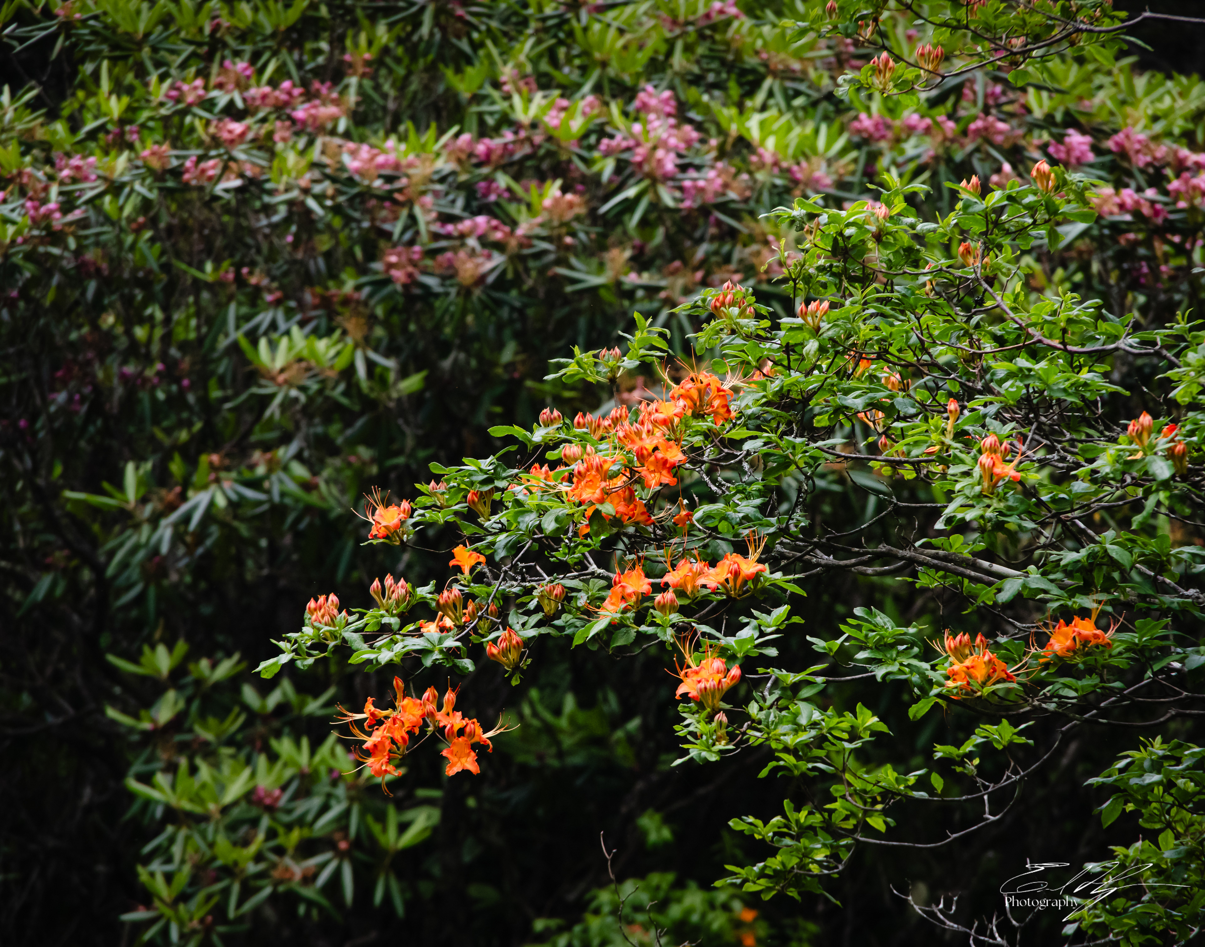 Andrew's Bald June 2025 III