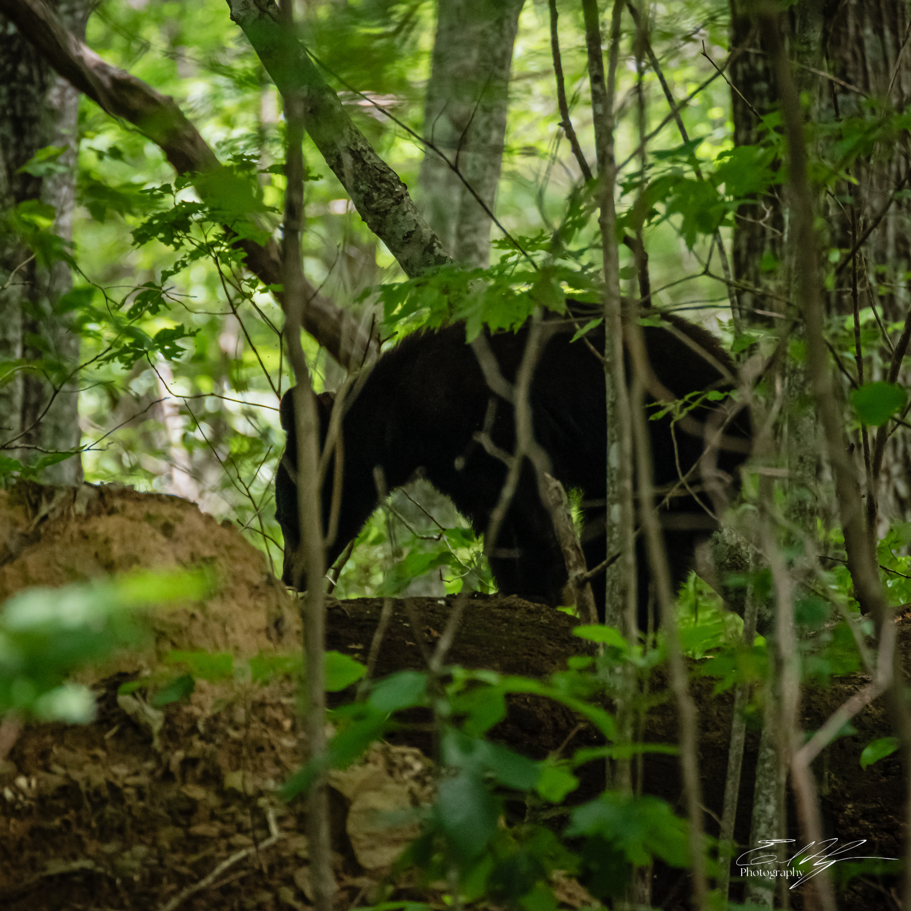 Black Bear June 2025 II