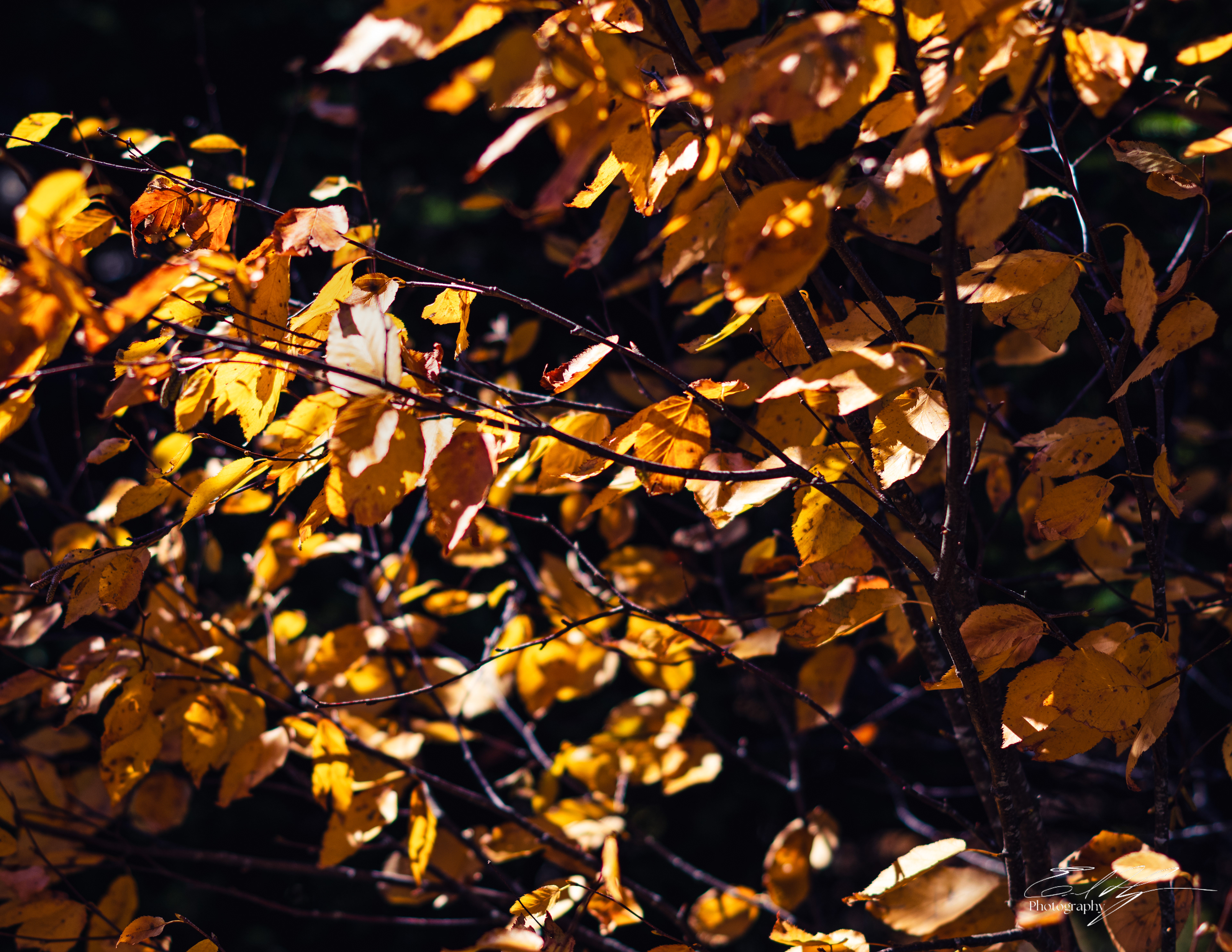 Alum Cave Trail October 2024   VI