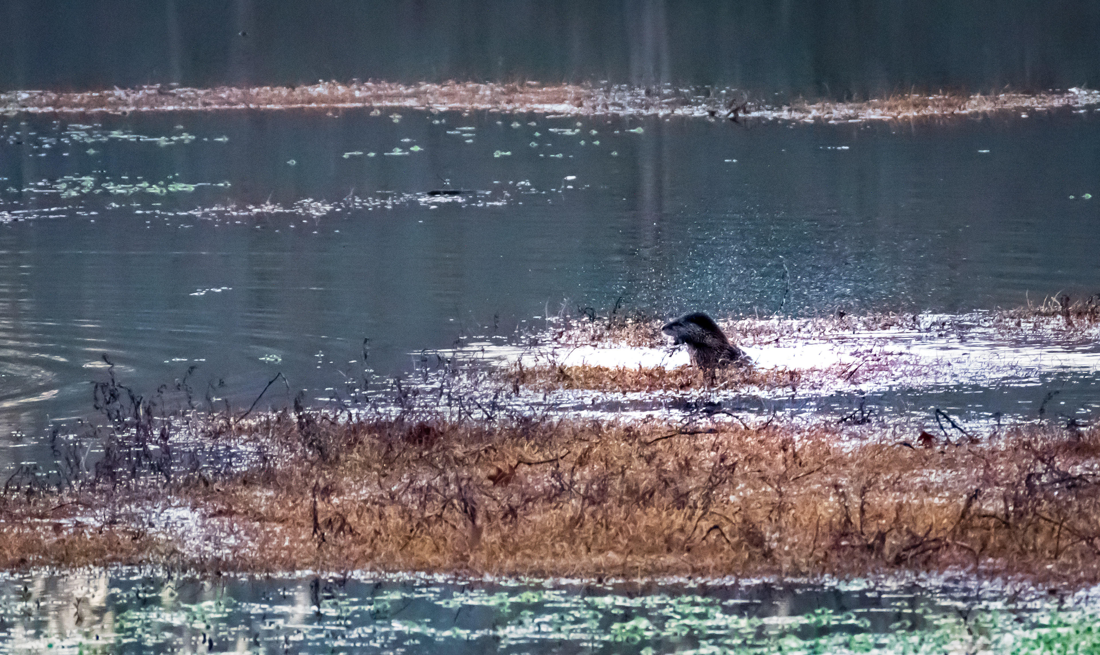 Dyar's Pasture February 2022   II