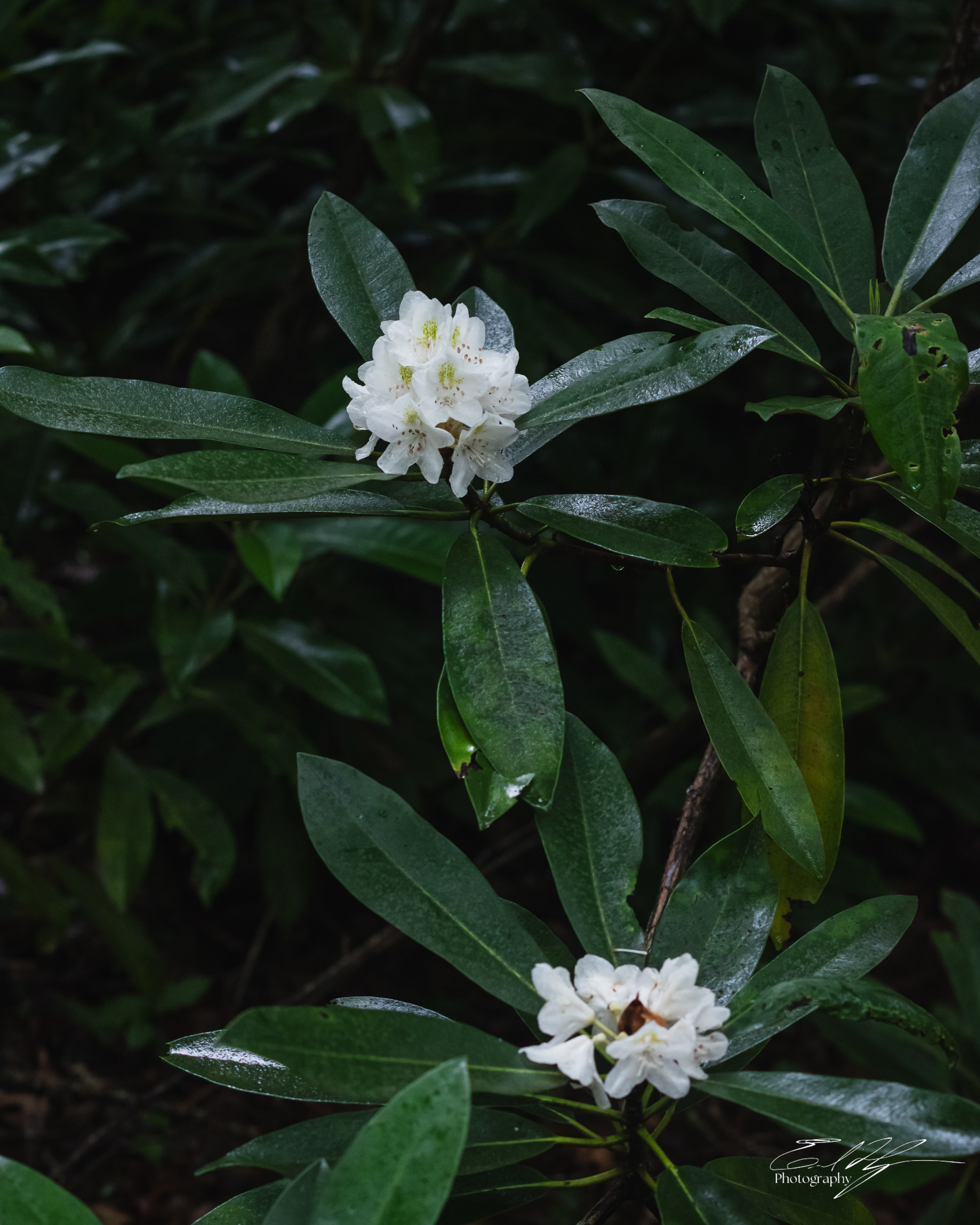 Long Hungry Ridge Trail June 2025 IV