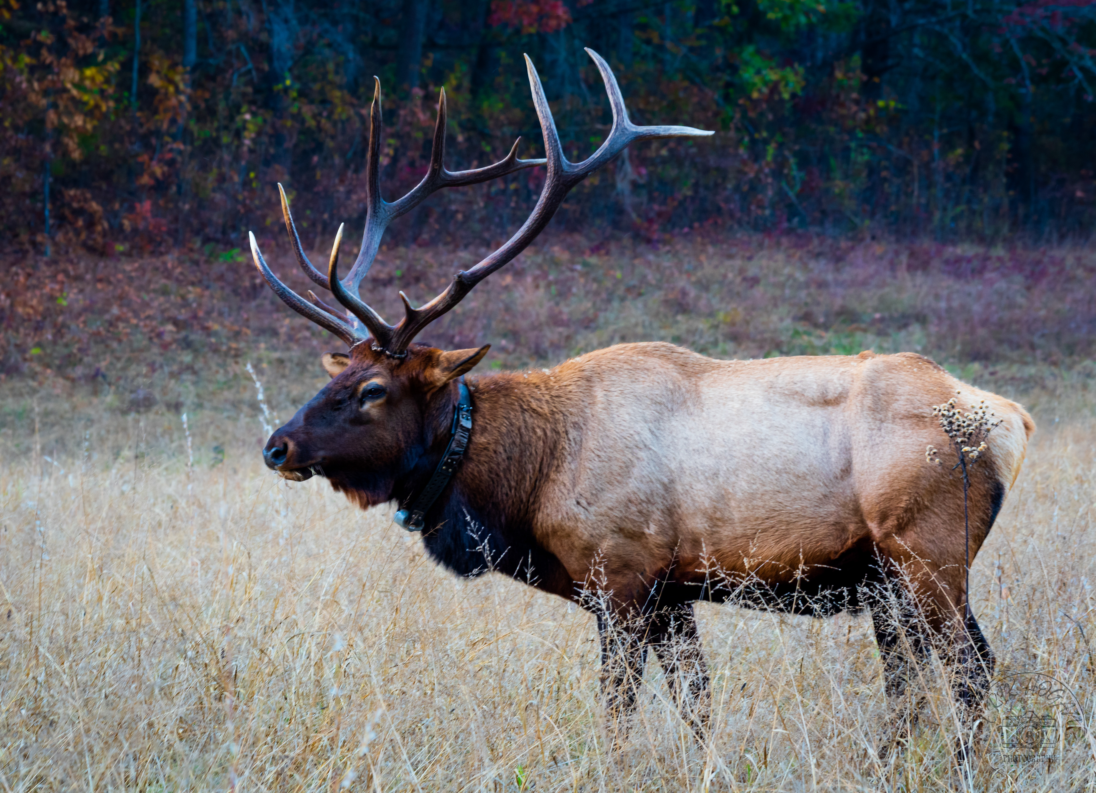 Cataloochee Valley October 2022  XX