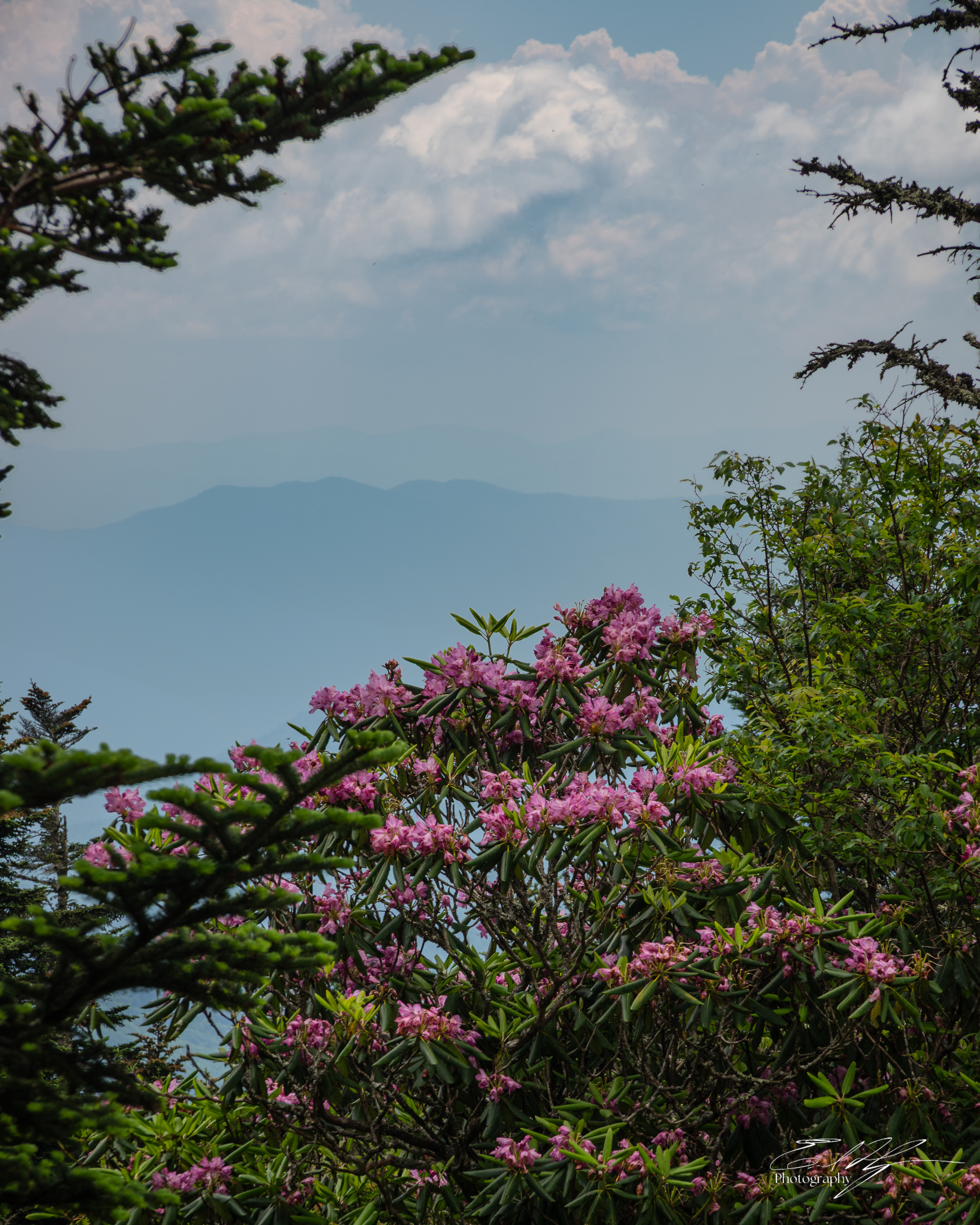 Andrew's Bald June 2025 VII