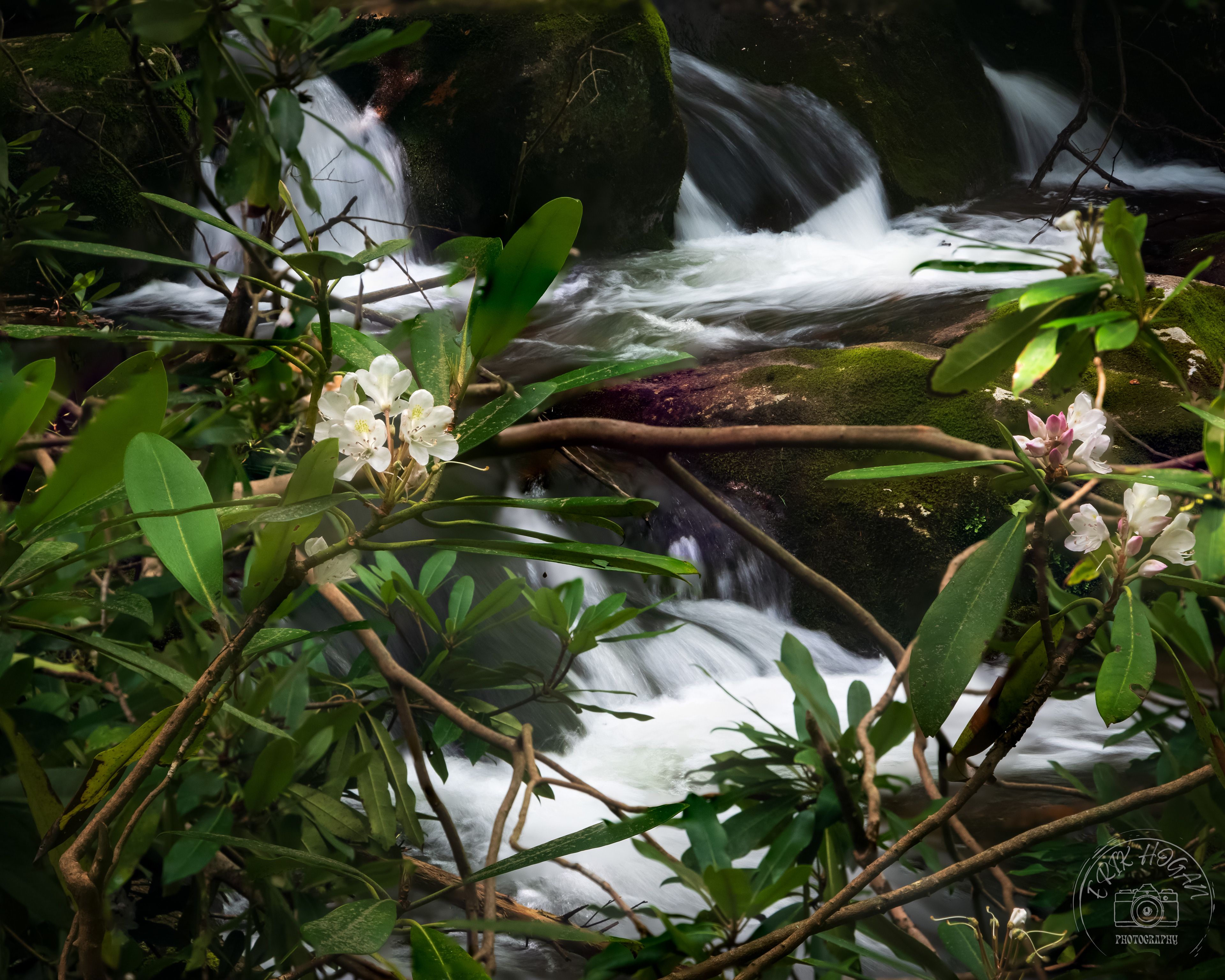 Conasauga River July 2023   VI