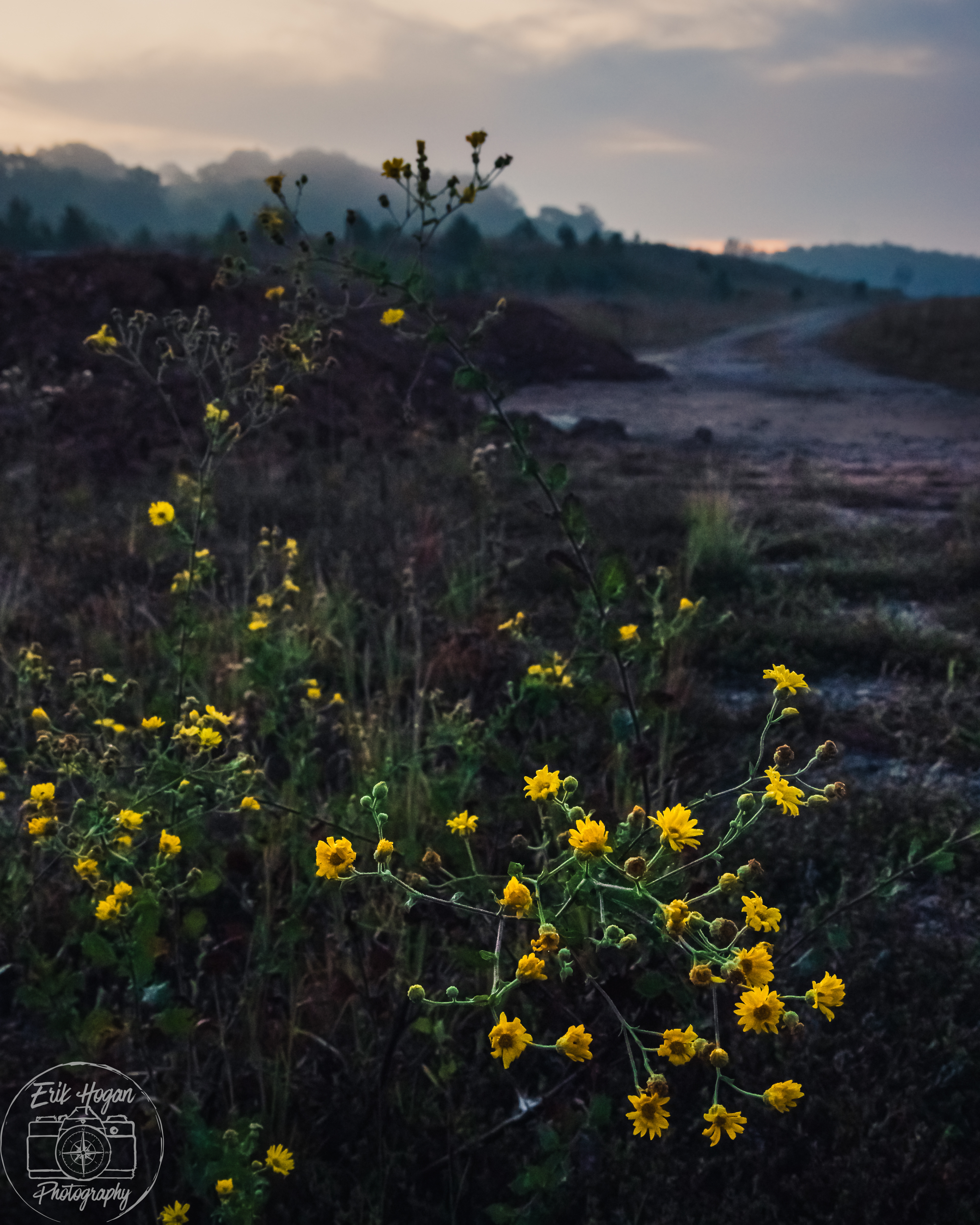 Boley Dr October 2024   VI