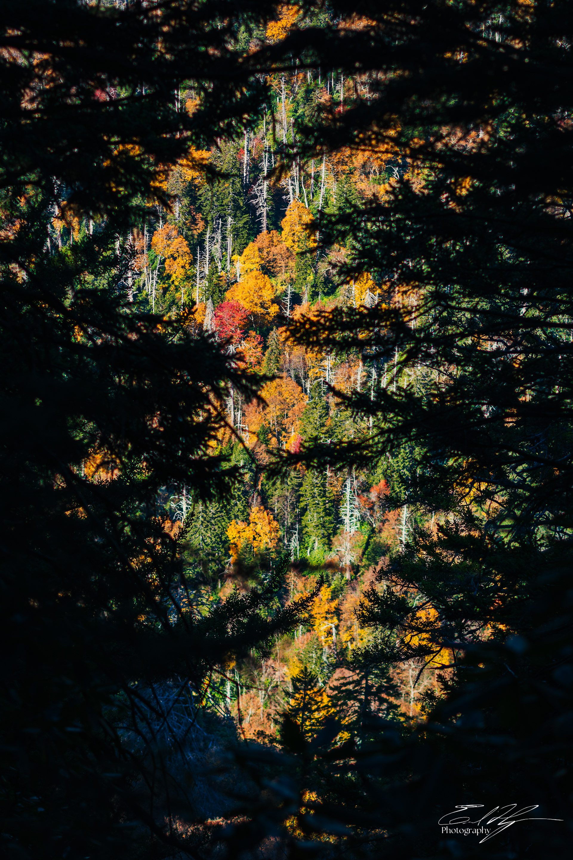 Alum Cave Trail October 2024   XI