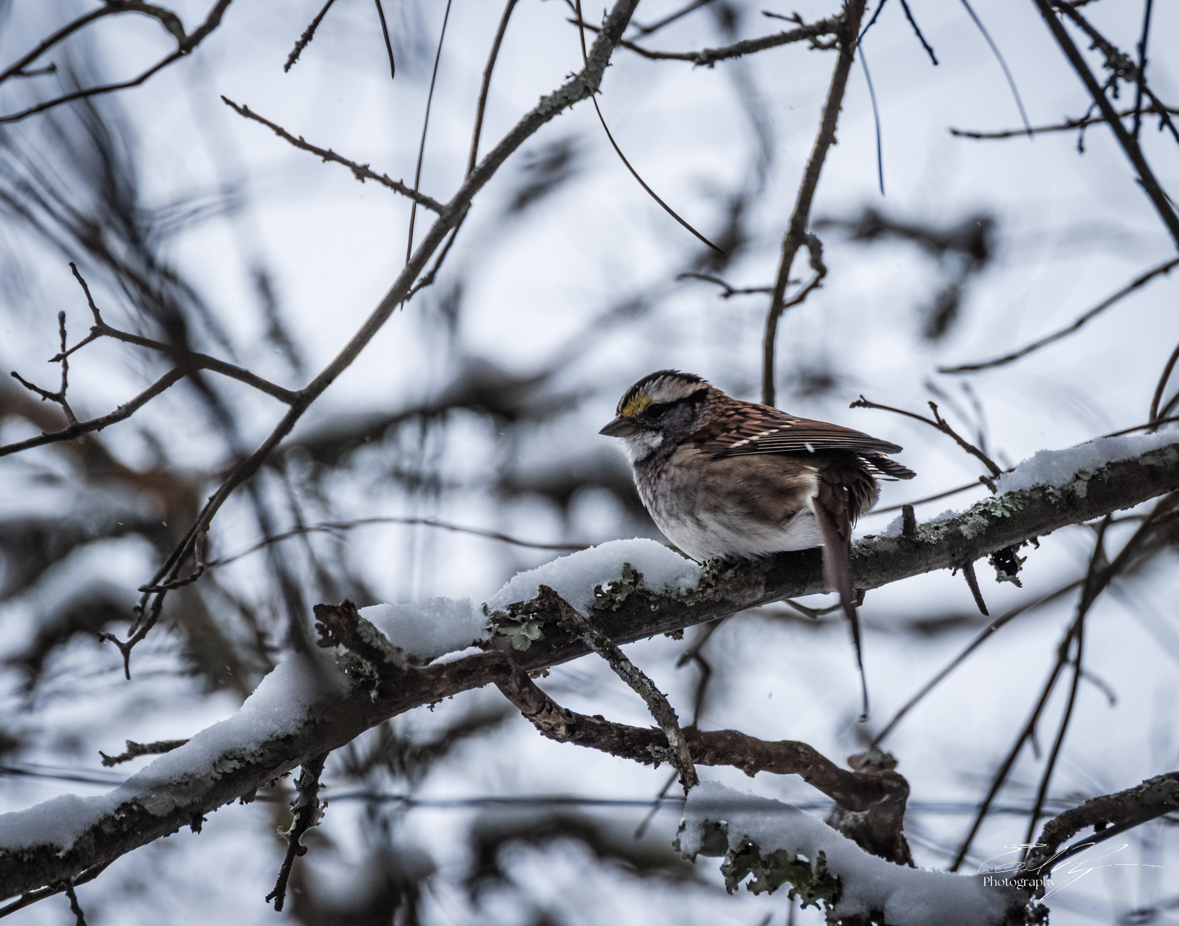 Bird on a Snowy Branch January 2026