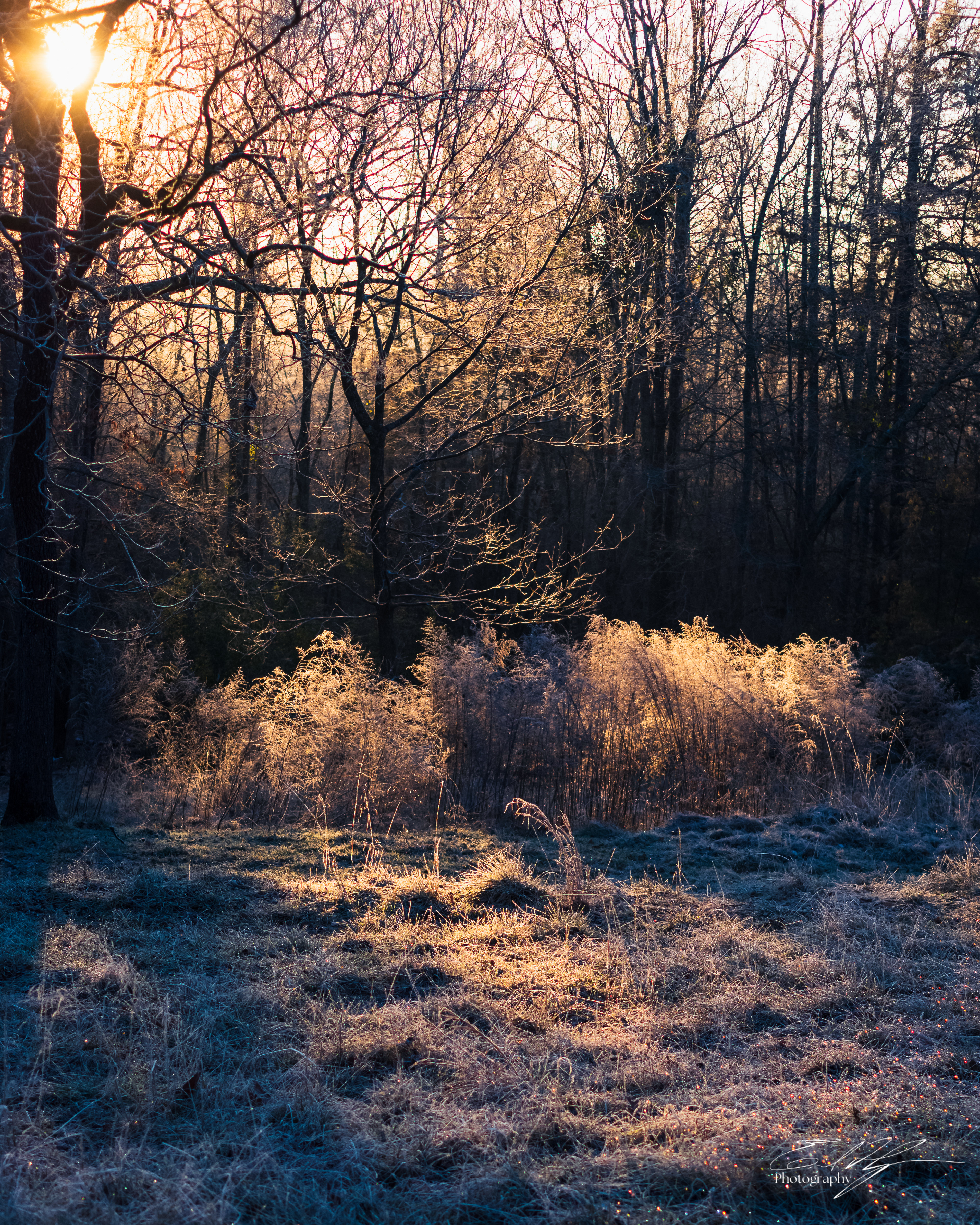 Frosty Sunrise January 2025   II