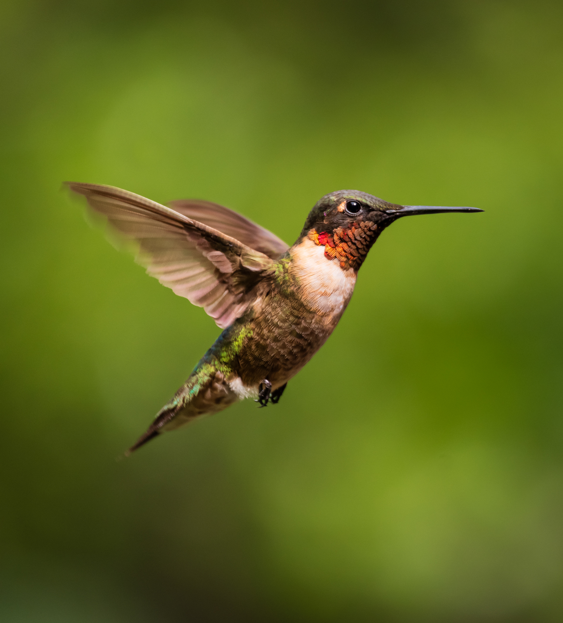 Hummingbird August 2022   IV