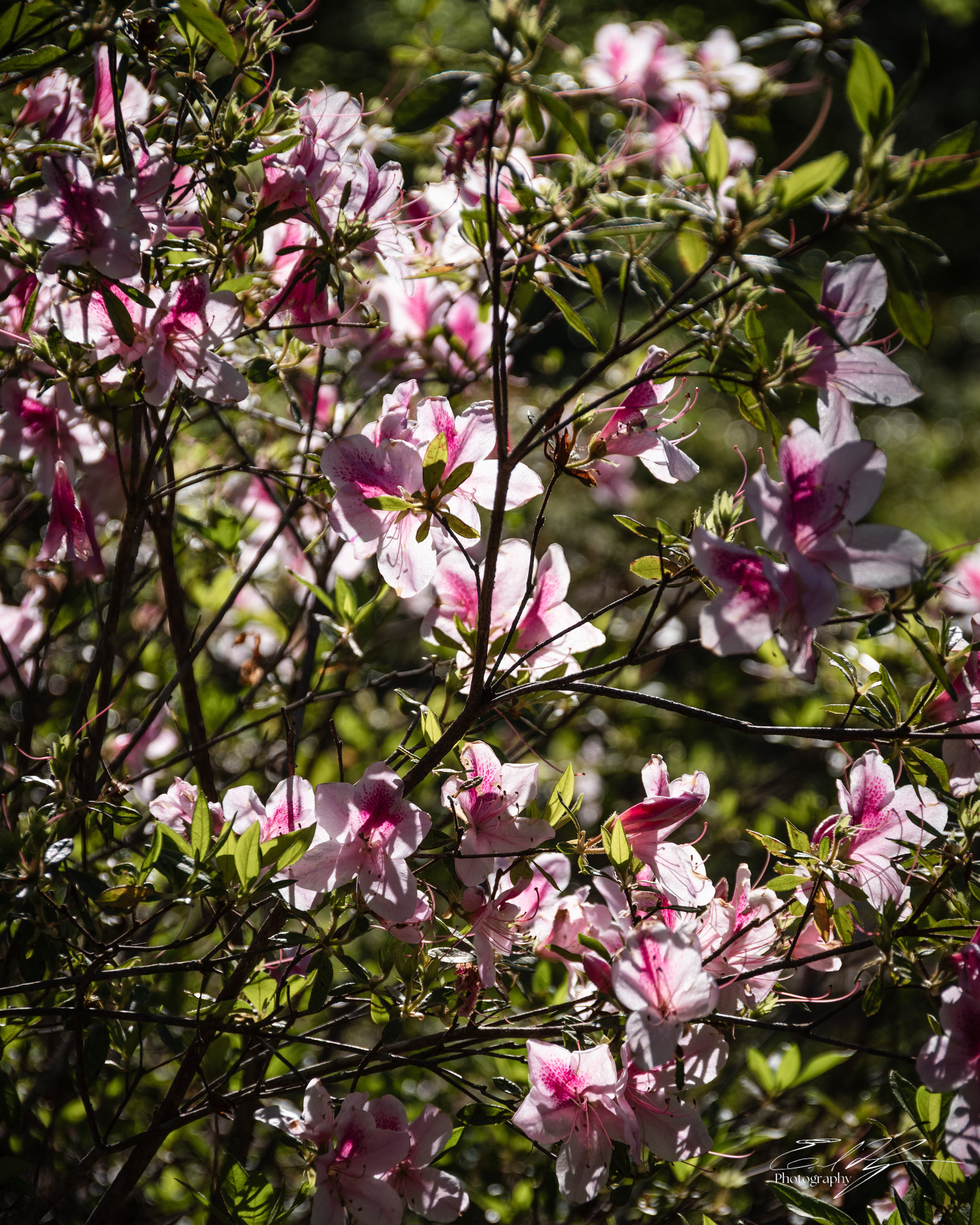 Green Bough House of Prayer April 2025   VIII