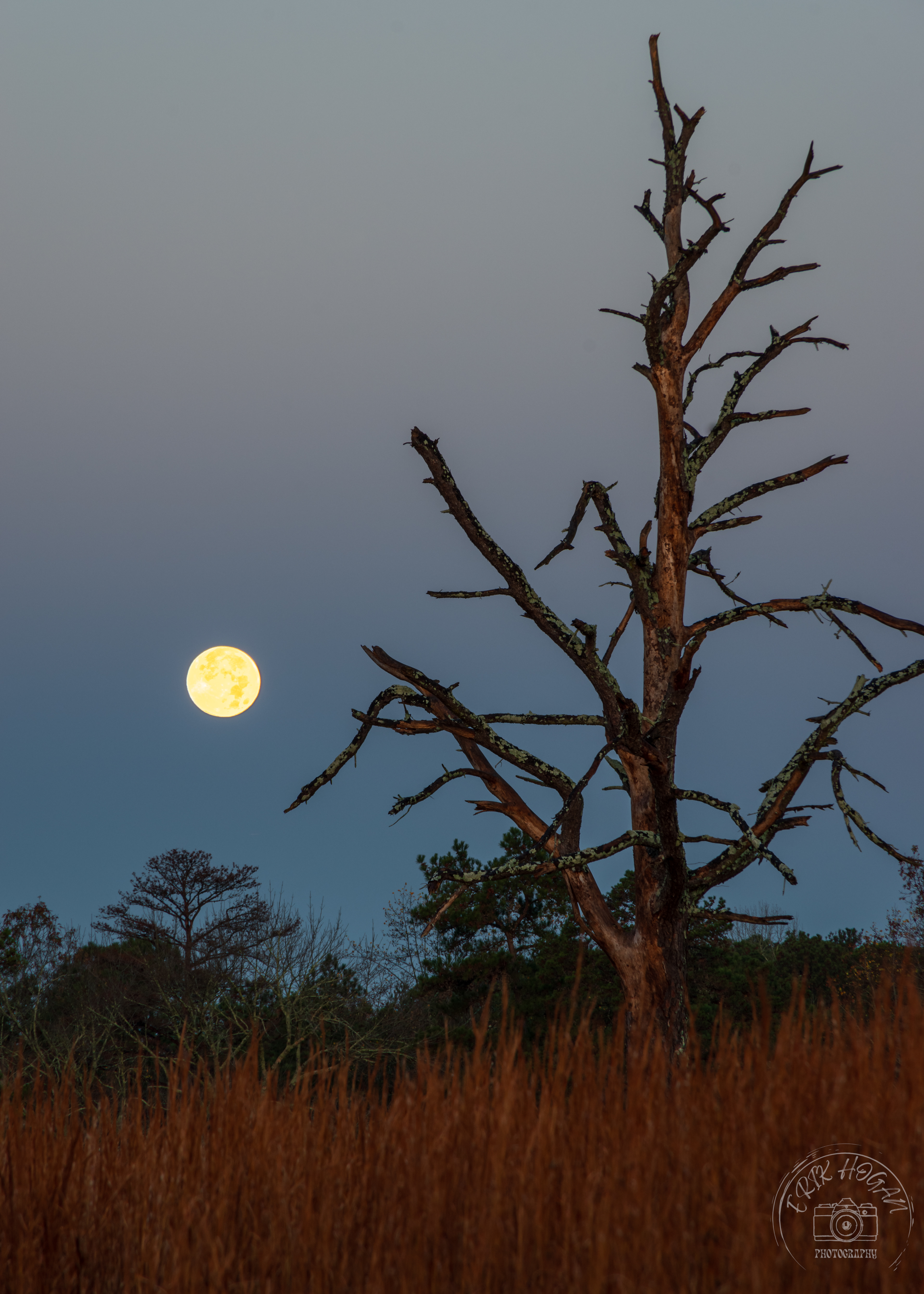 Full Worm Moon November 2023