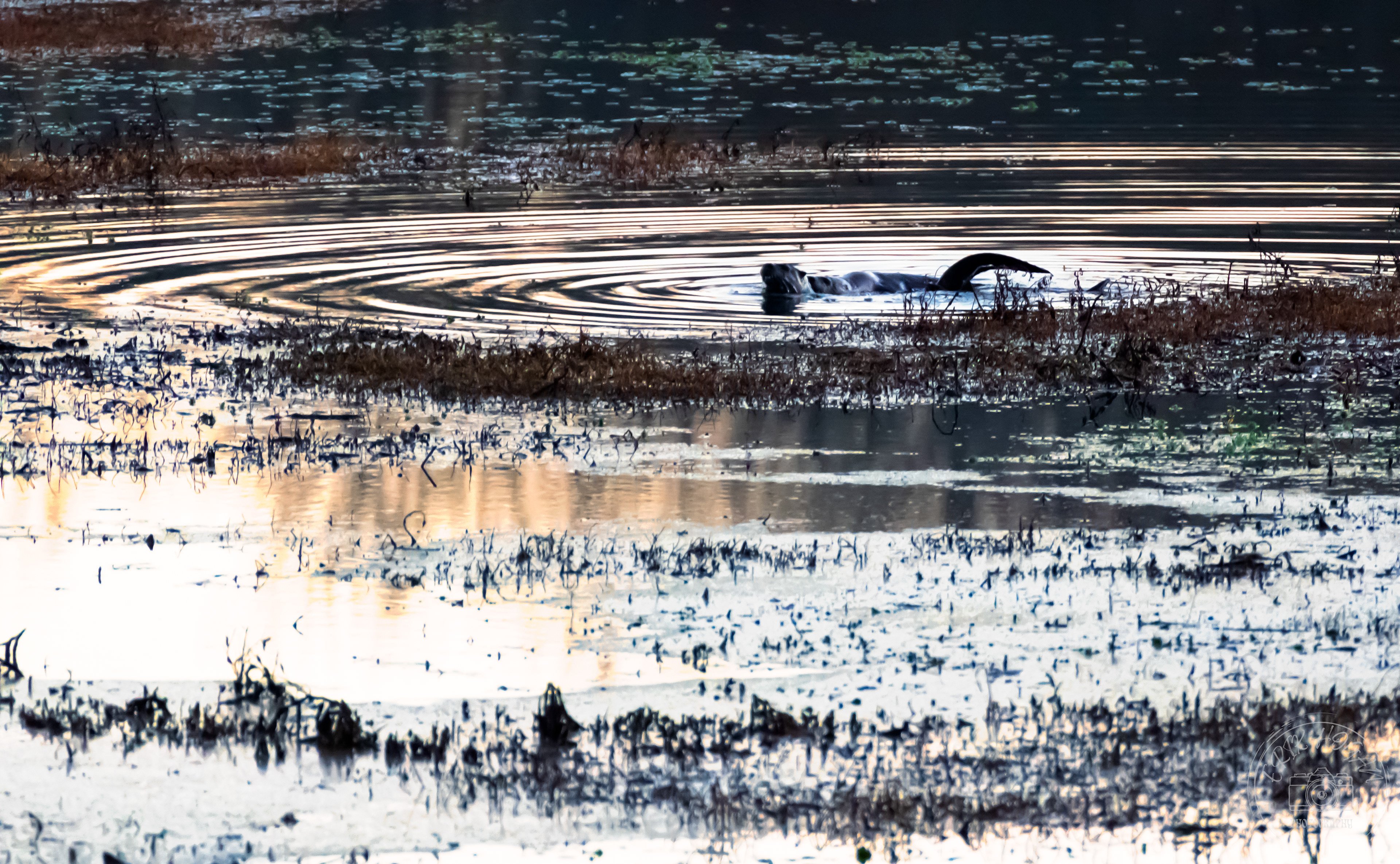 Dyar's Pasture February 2022   I