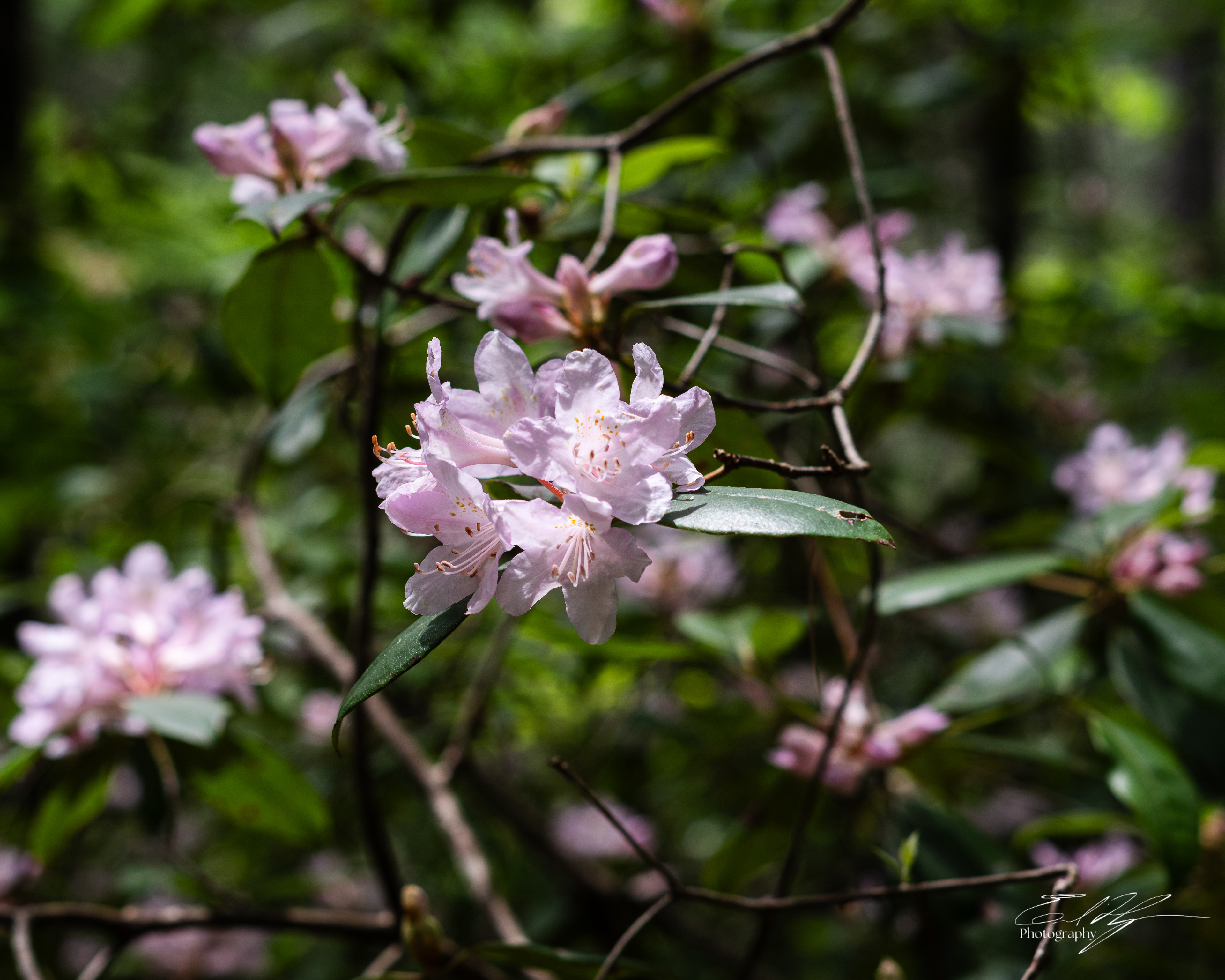 Opossum Creek Falls May 2025   II