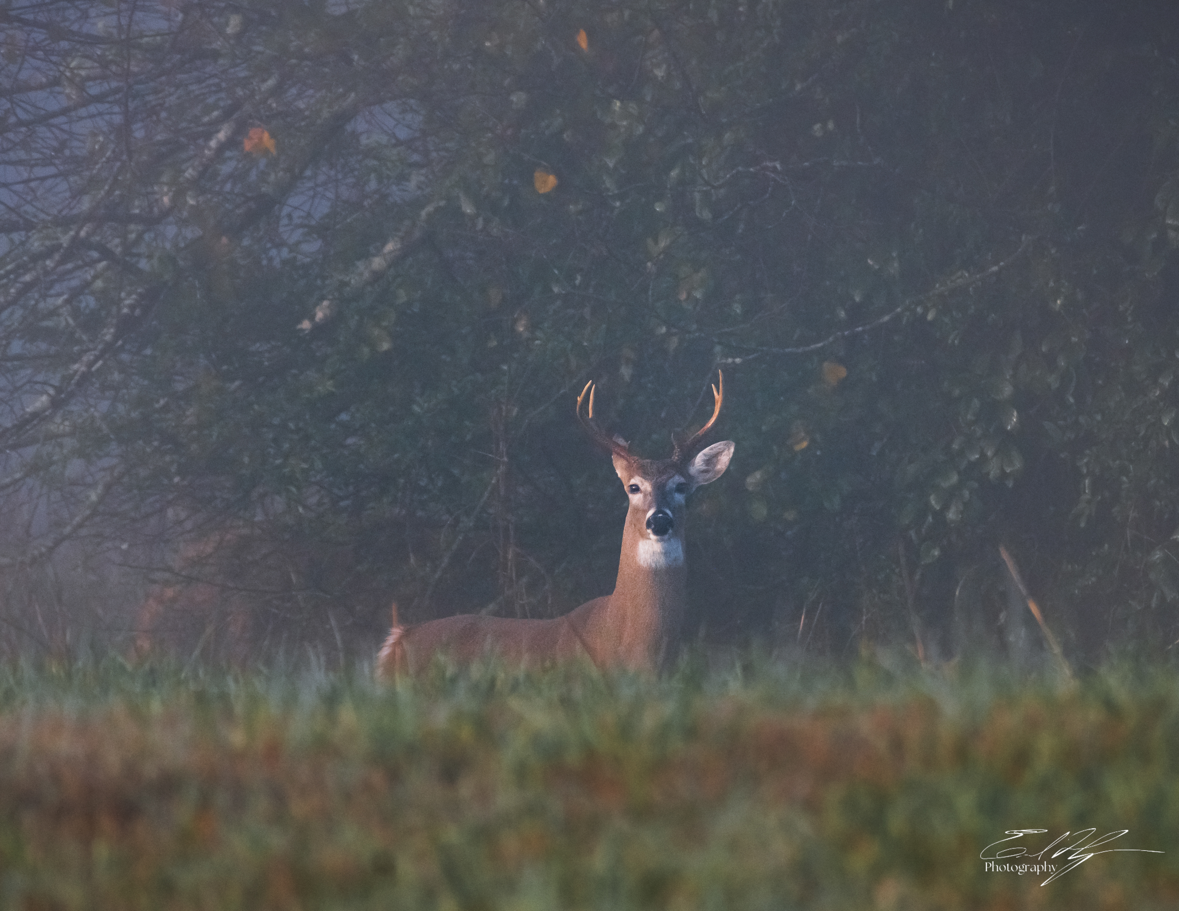 Nowhere Rd Deer November 2024   II