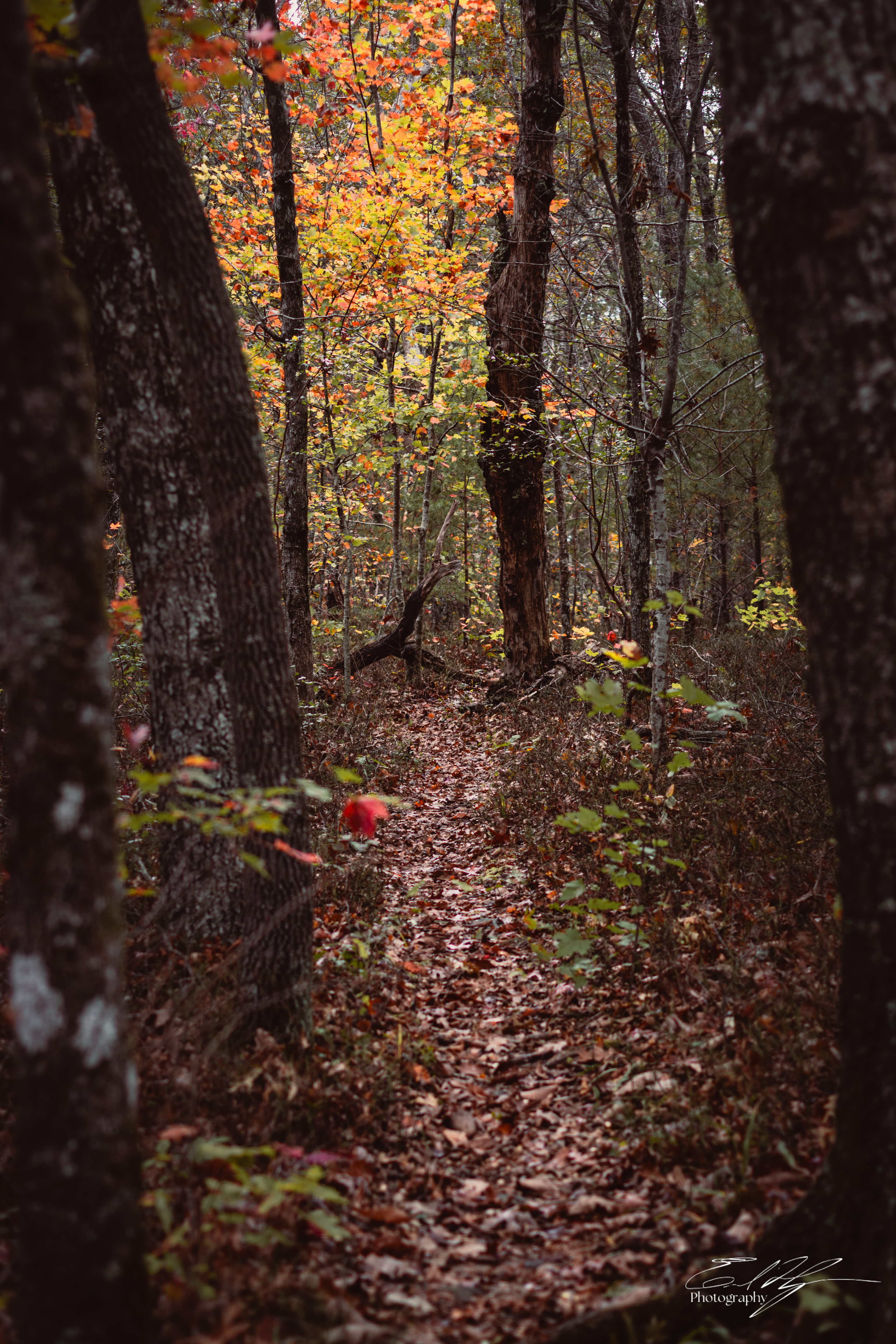 Pin-Chin-Sky Loop November 2024   VI