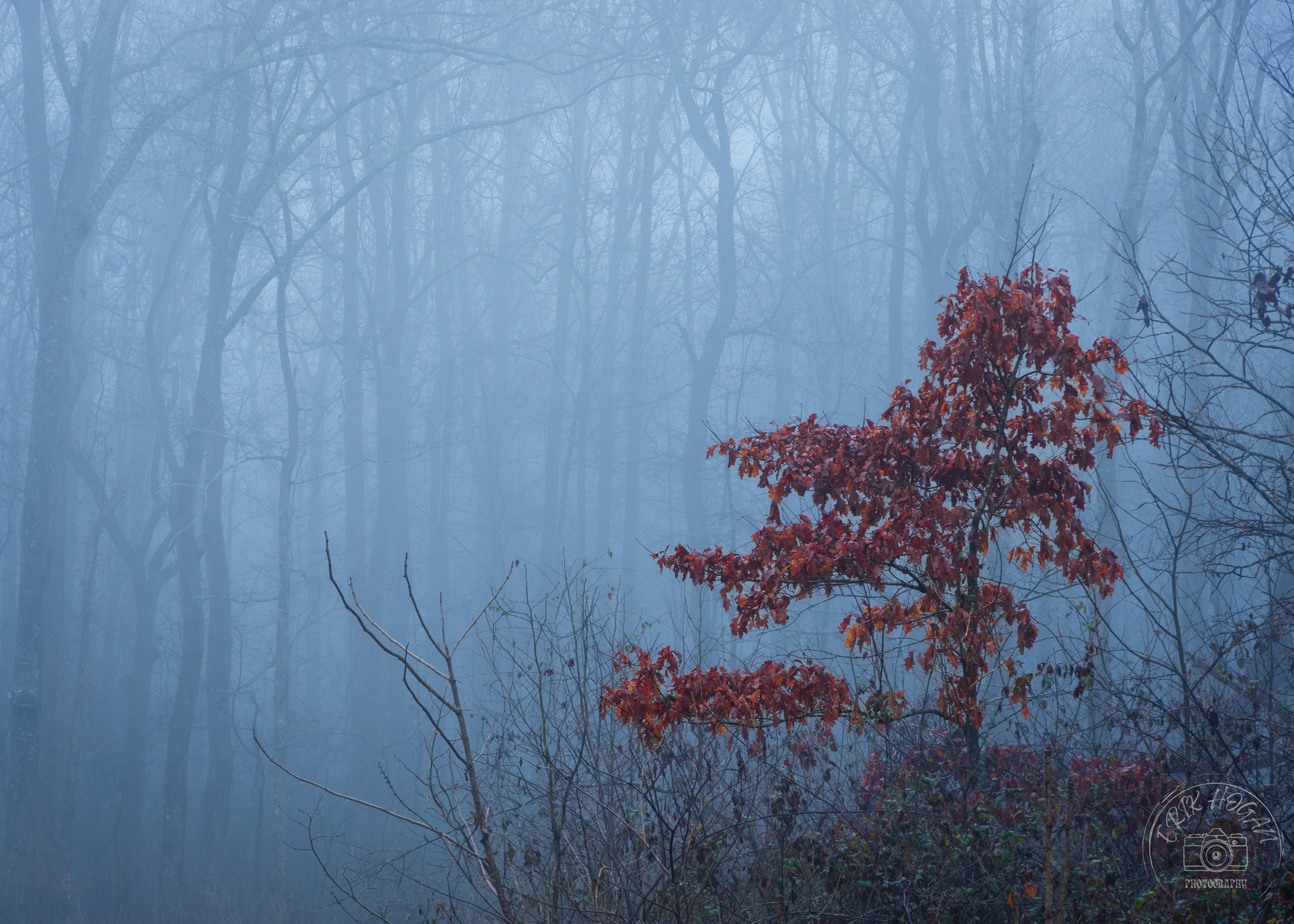 Morton Rd Tree Portrait January 2023