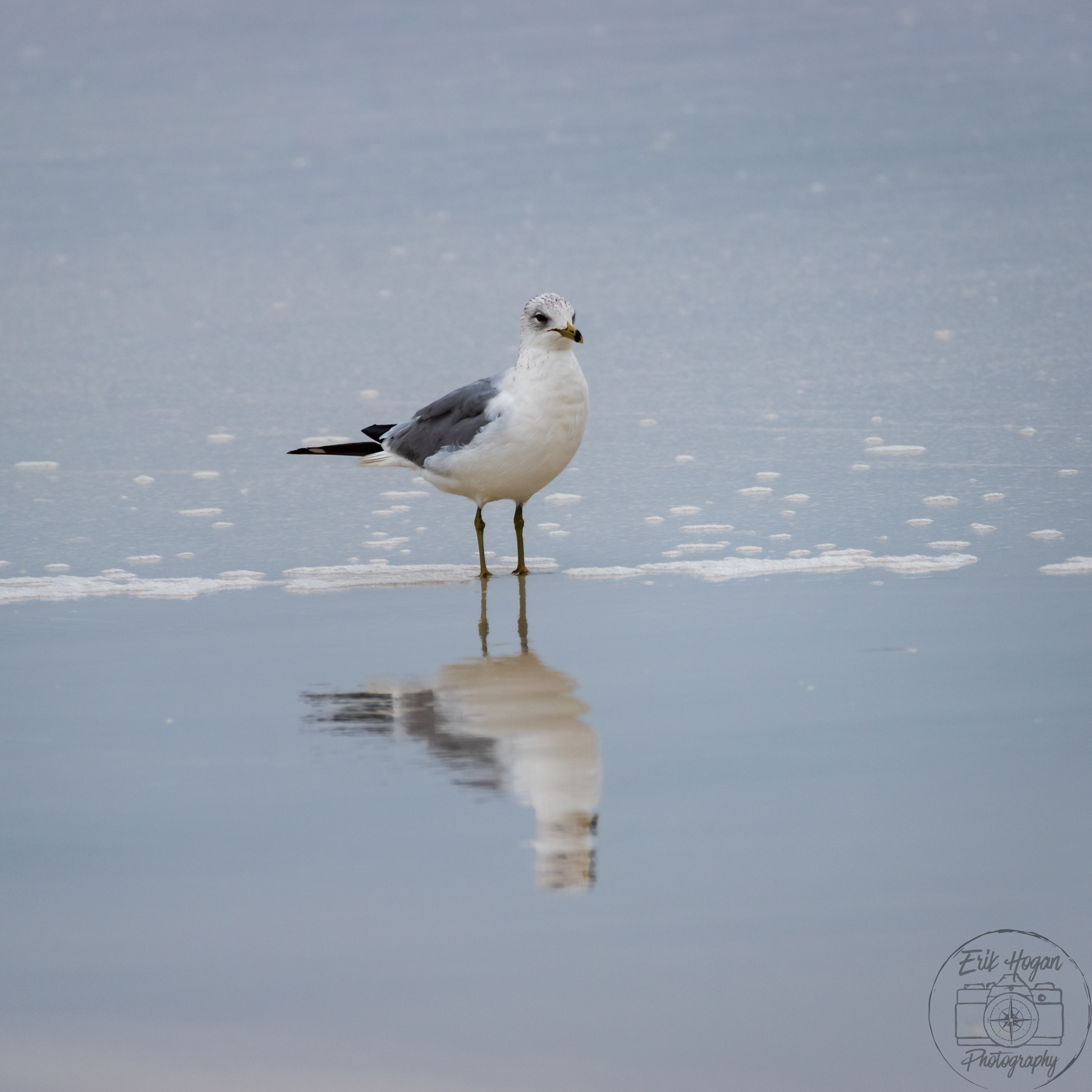 Miramar Beach March 2024   VIII
