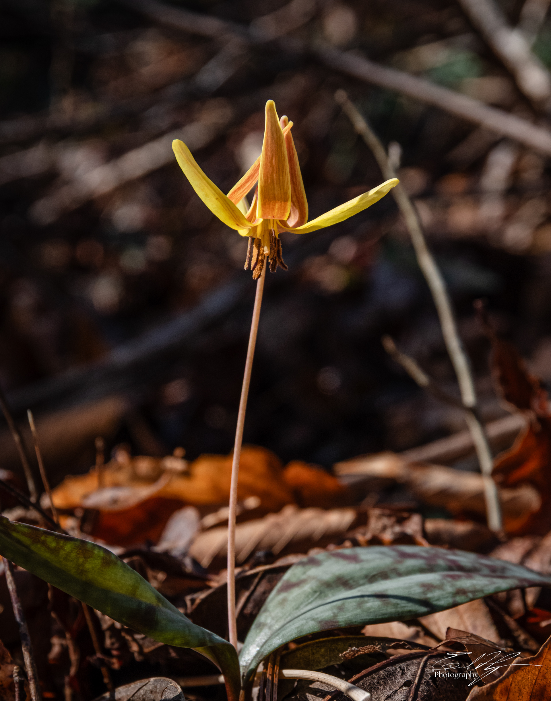 Trout Lily February 2026 II