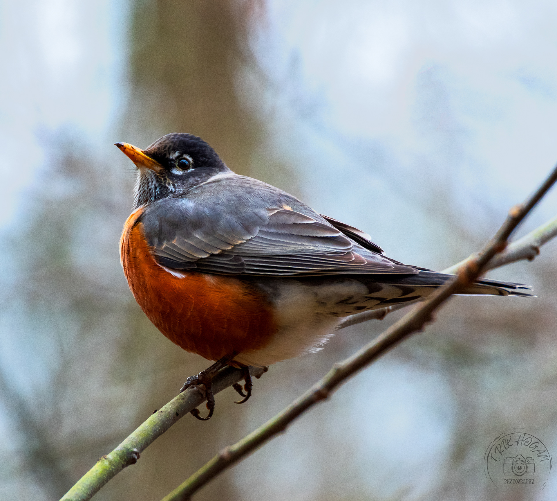Sandy Creek Nature Center January 2022   III