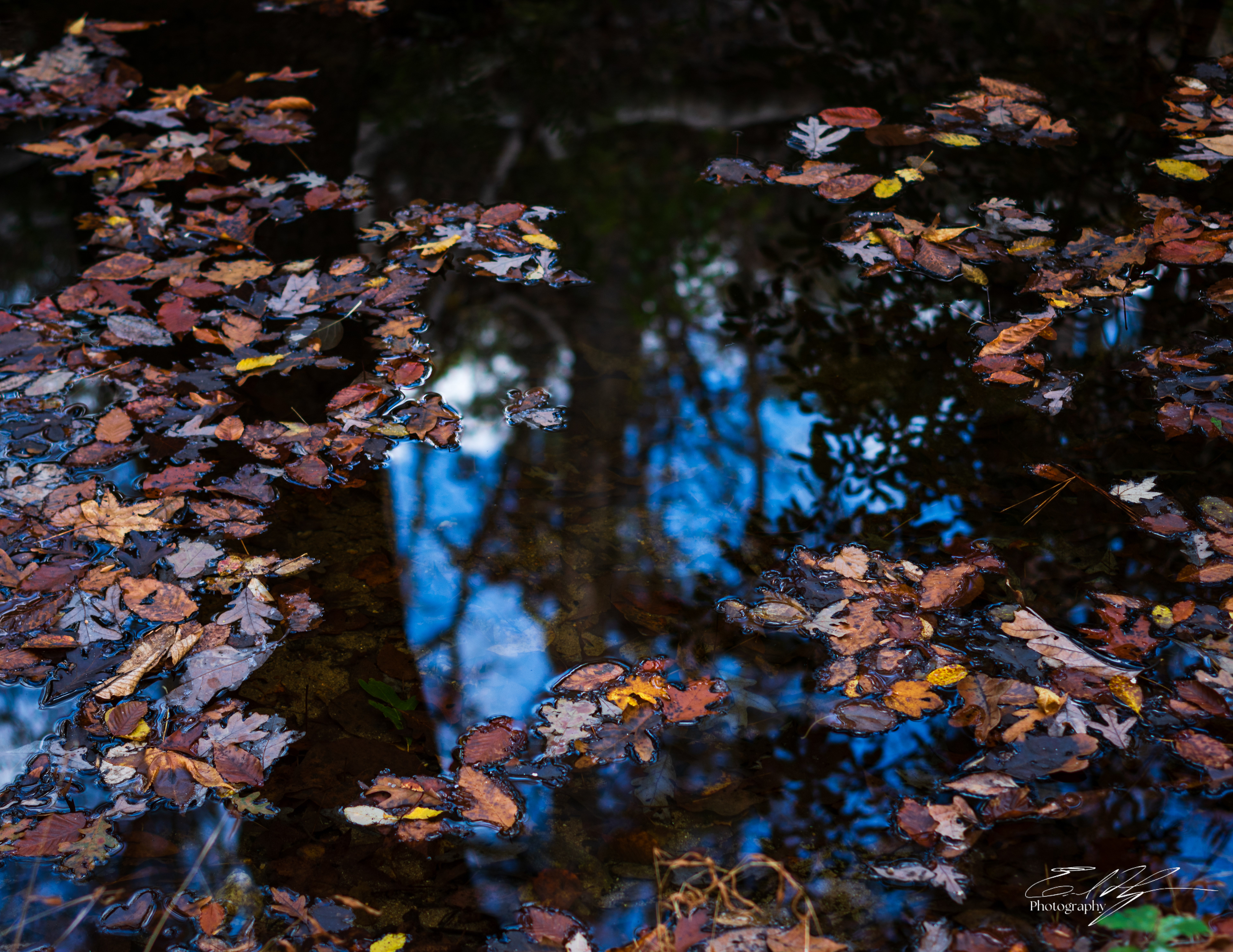 Pin-Chin-Sky Loop November 2024   XVI