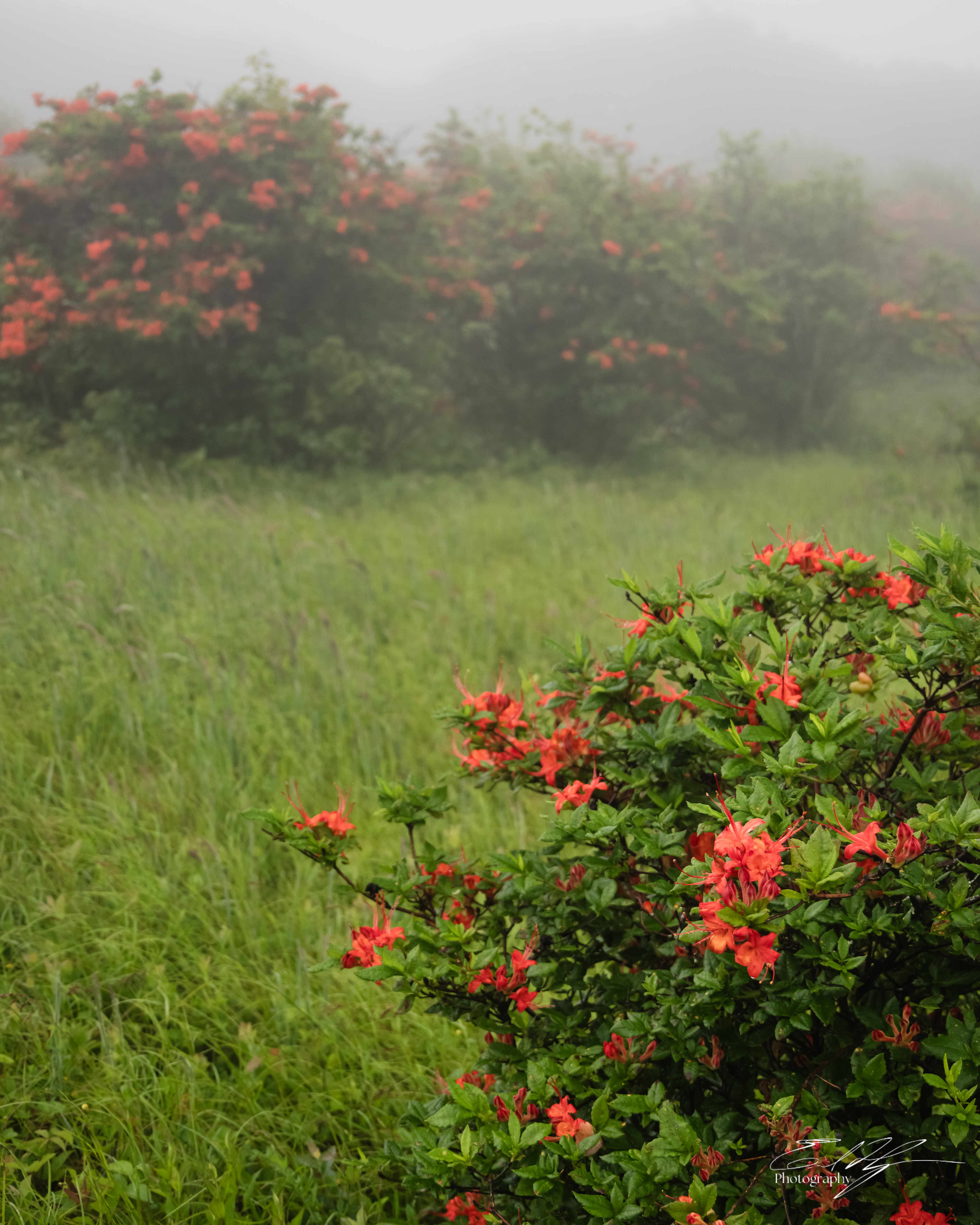 Gregory Bald June 2025 XI