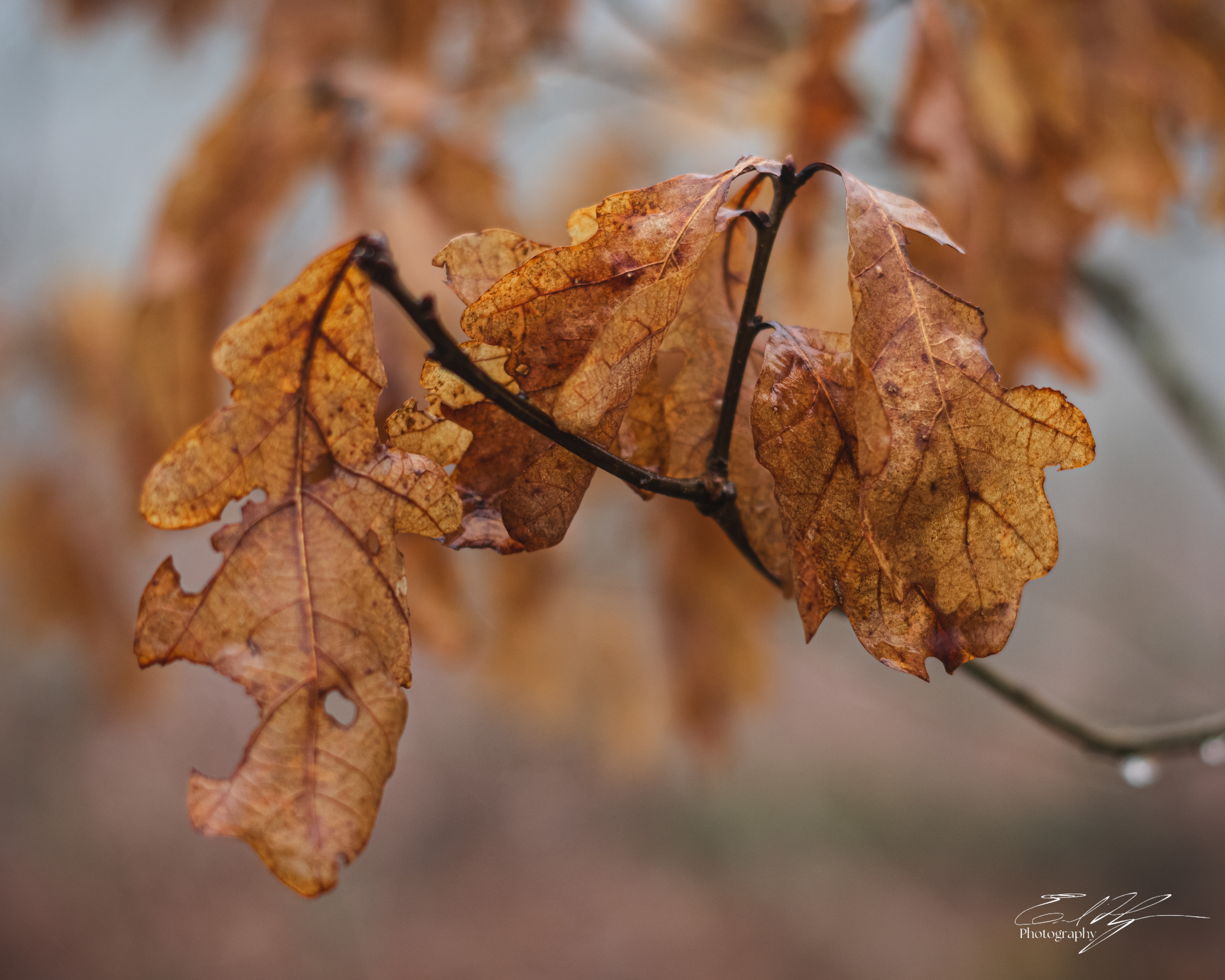 Early Spring 2025   V