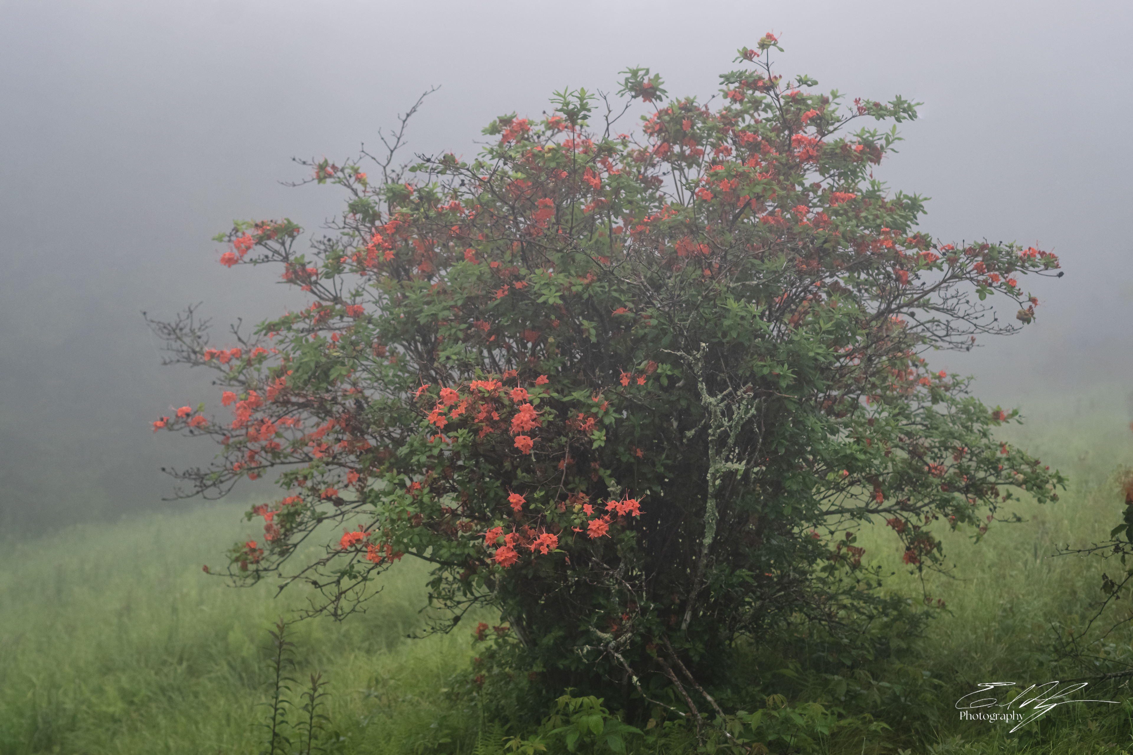 Gregory Bald June 2025 IX