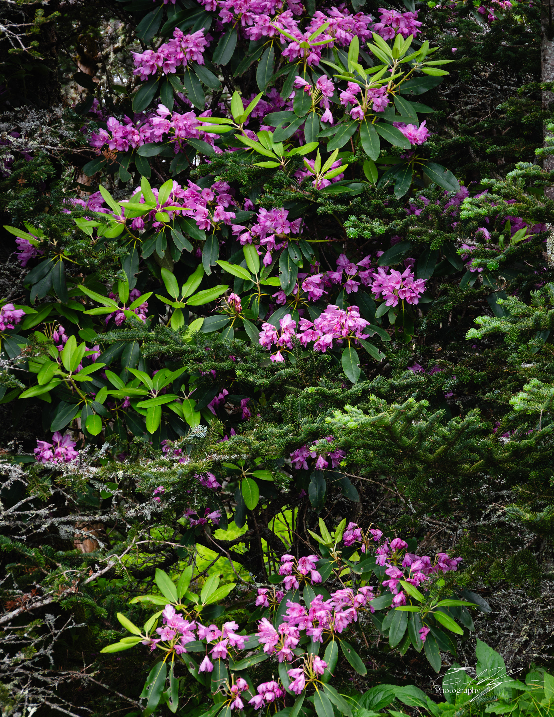 Andrew's Bald June 2025 IV