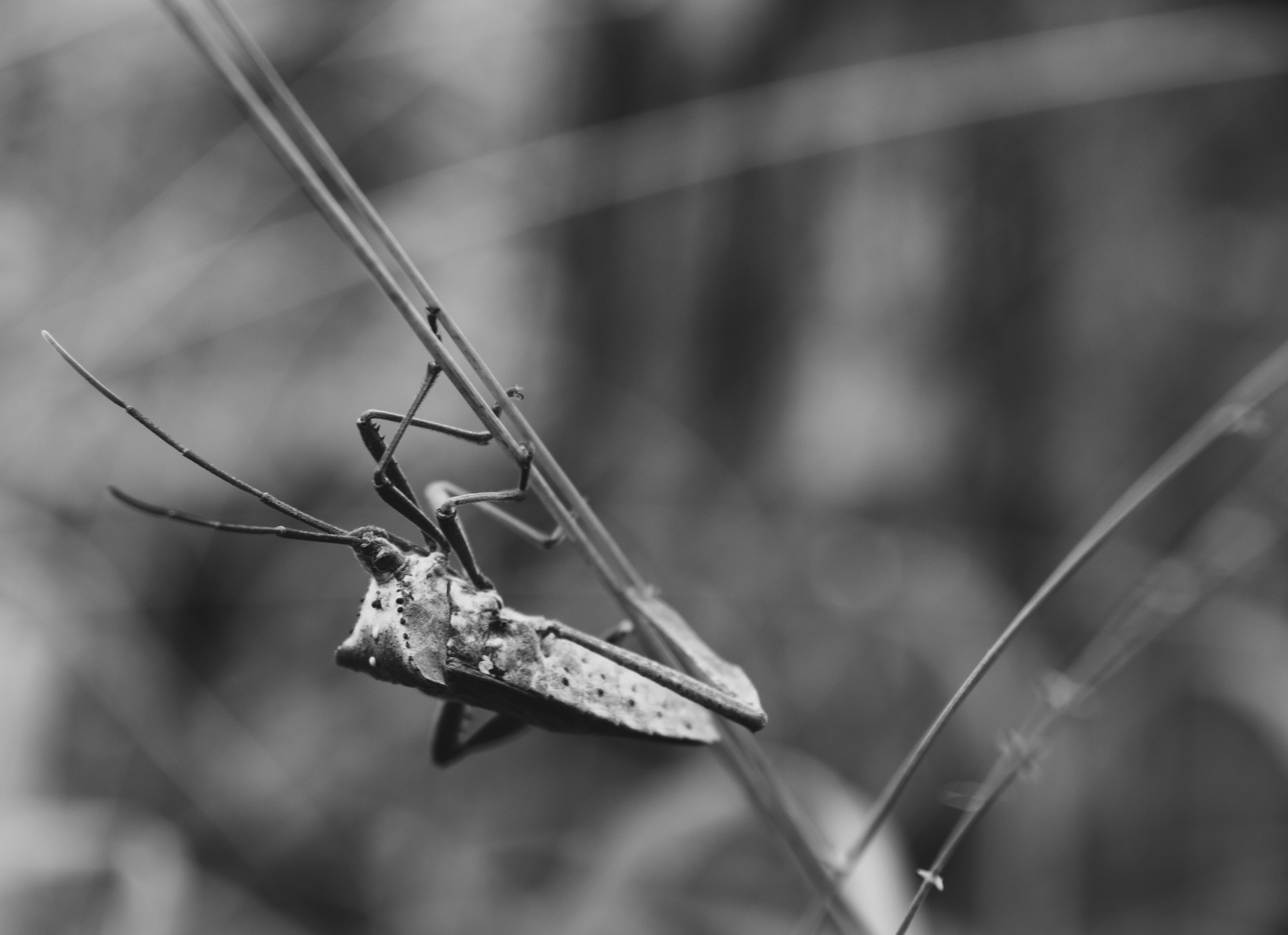 Pinhoti Trail November 2020   III