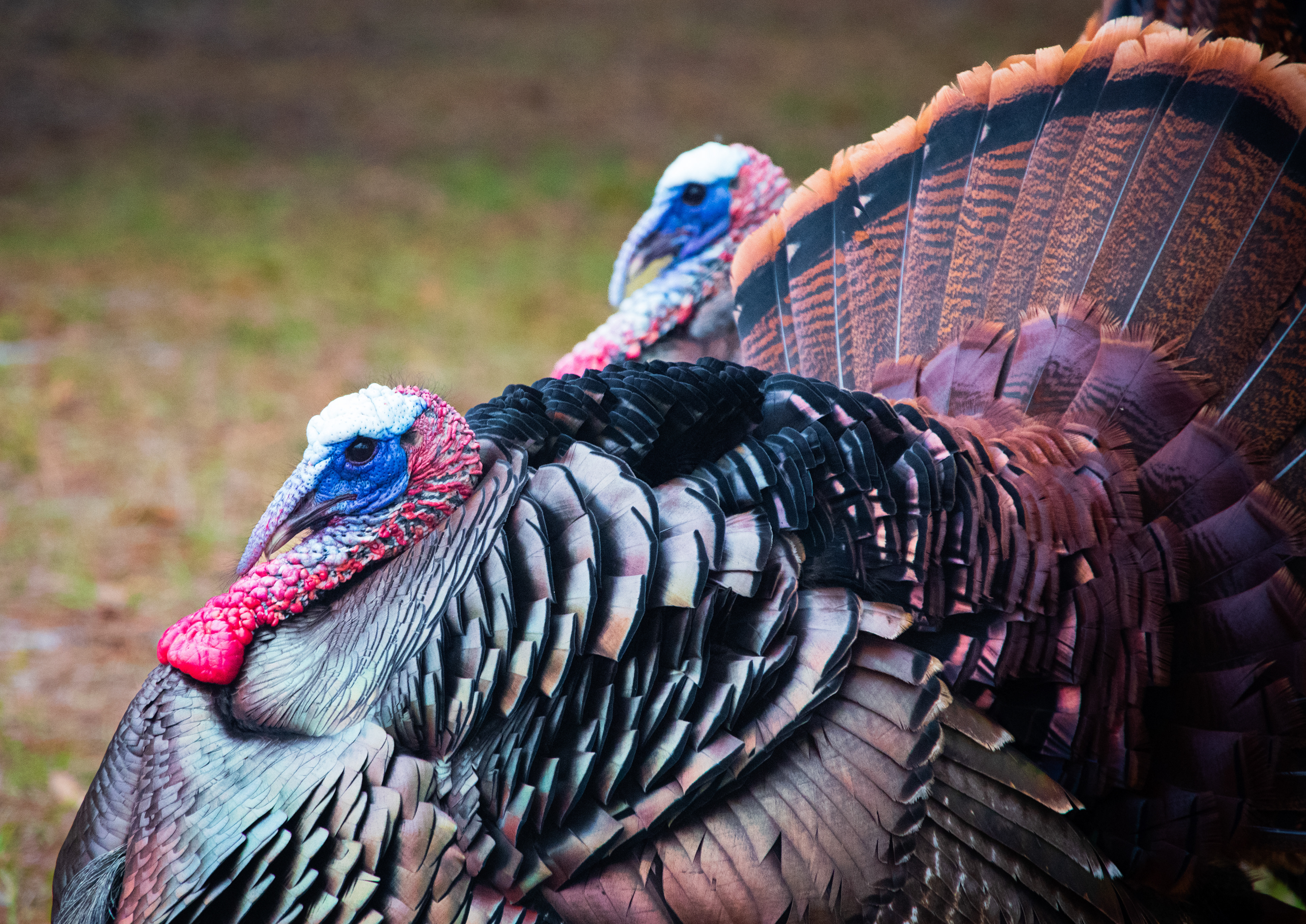 Disney World February 2021   I