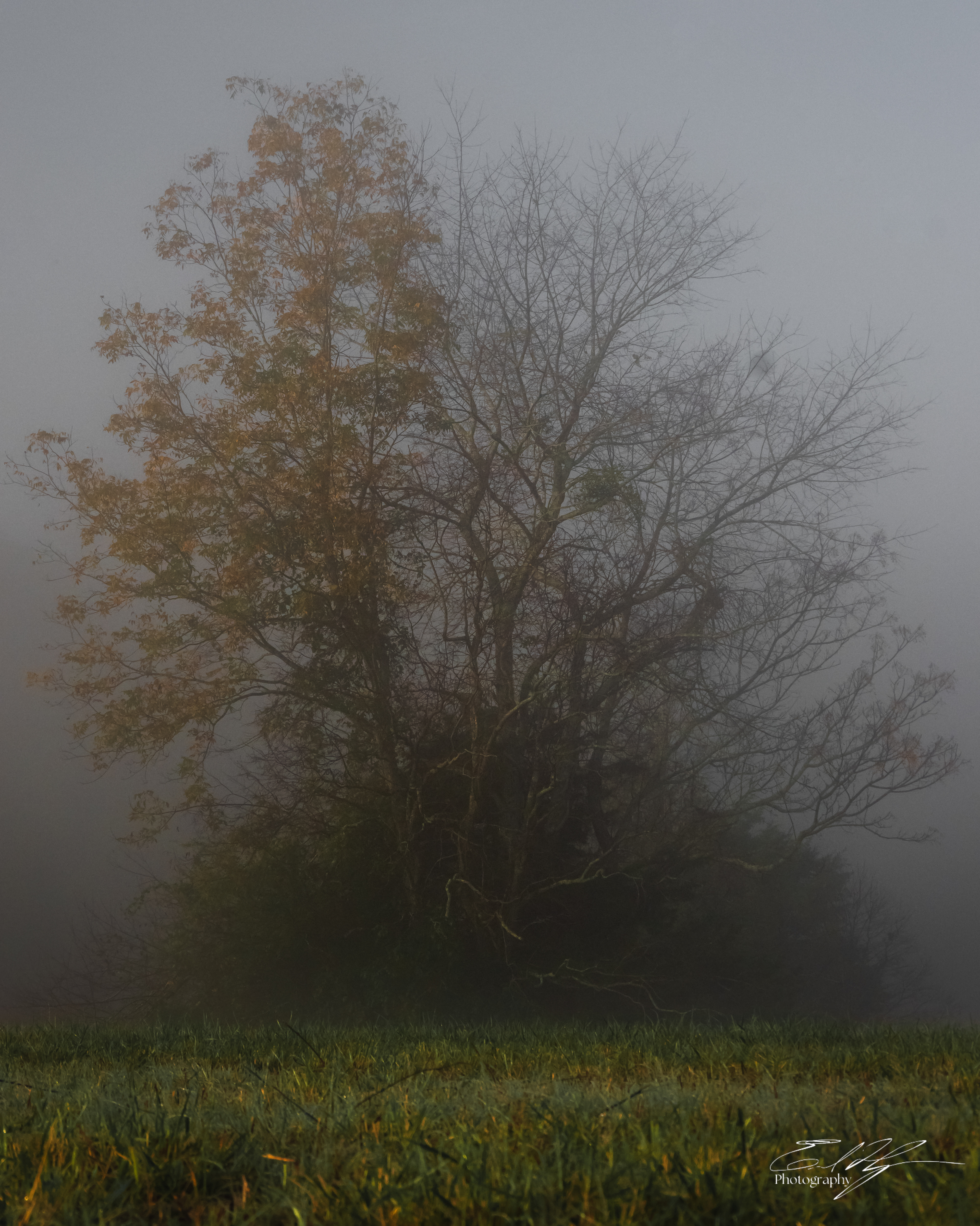 Nowhere Rd Tree Portrait November 2024