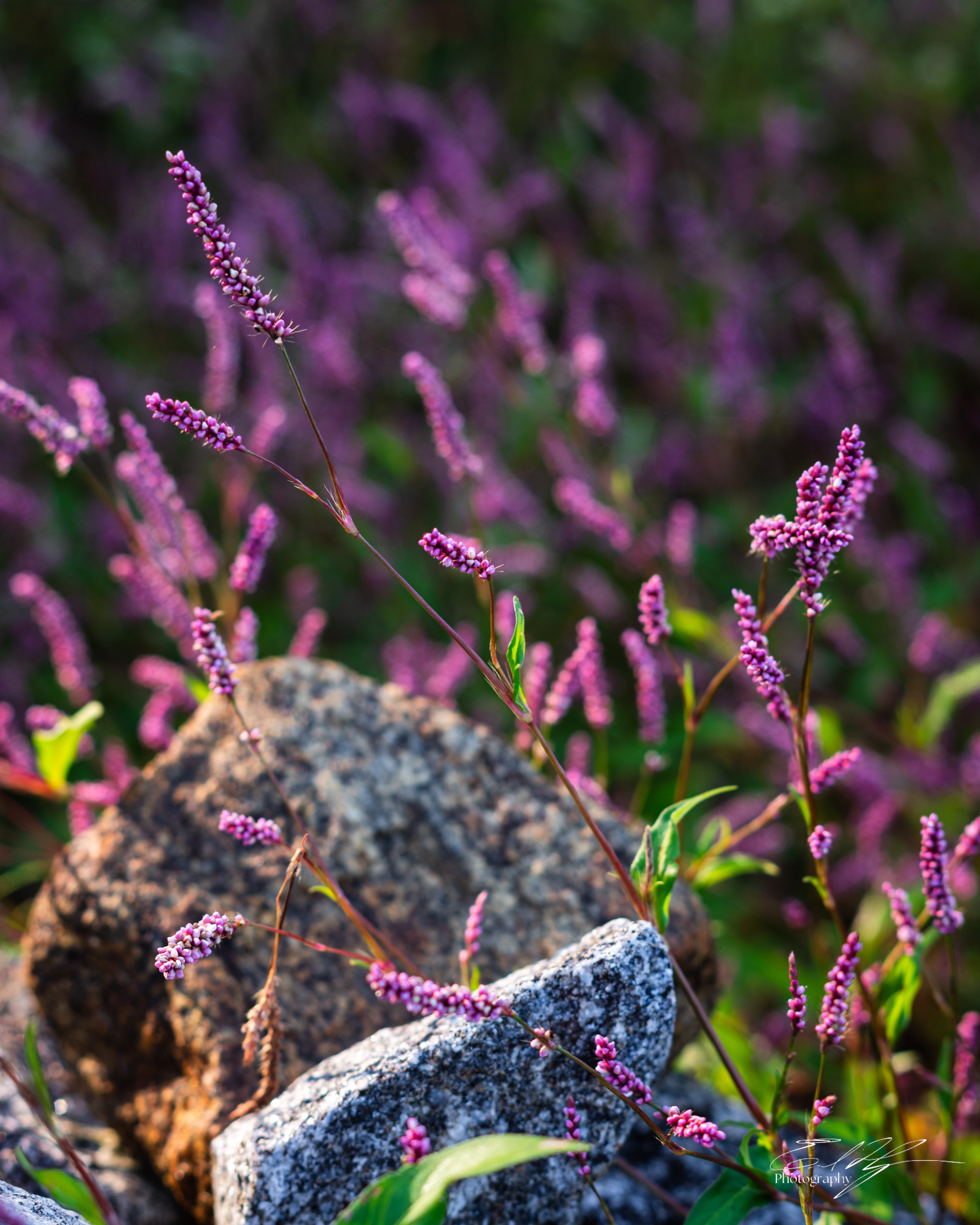 Flower Portrait September 2025 II