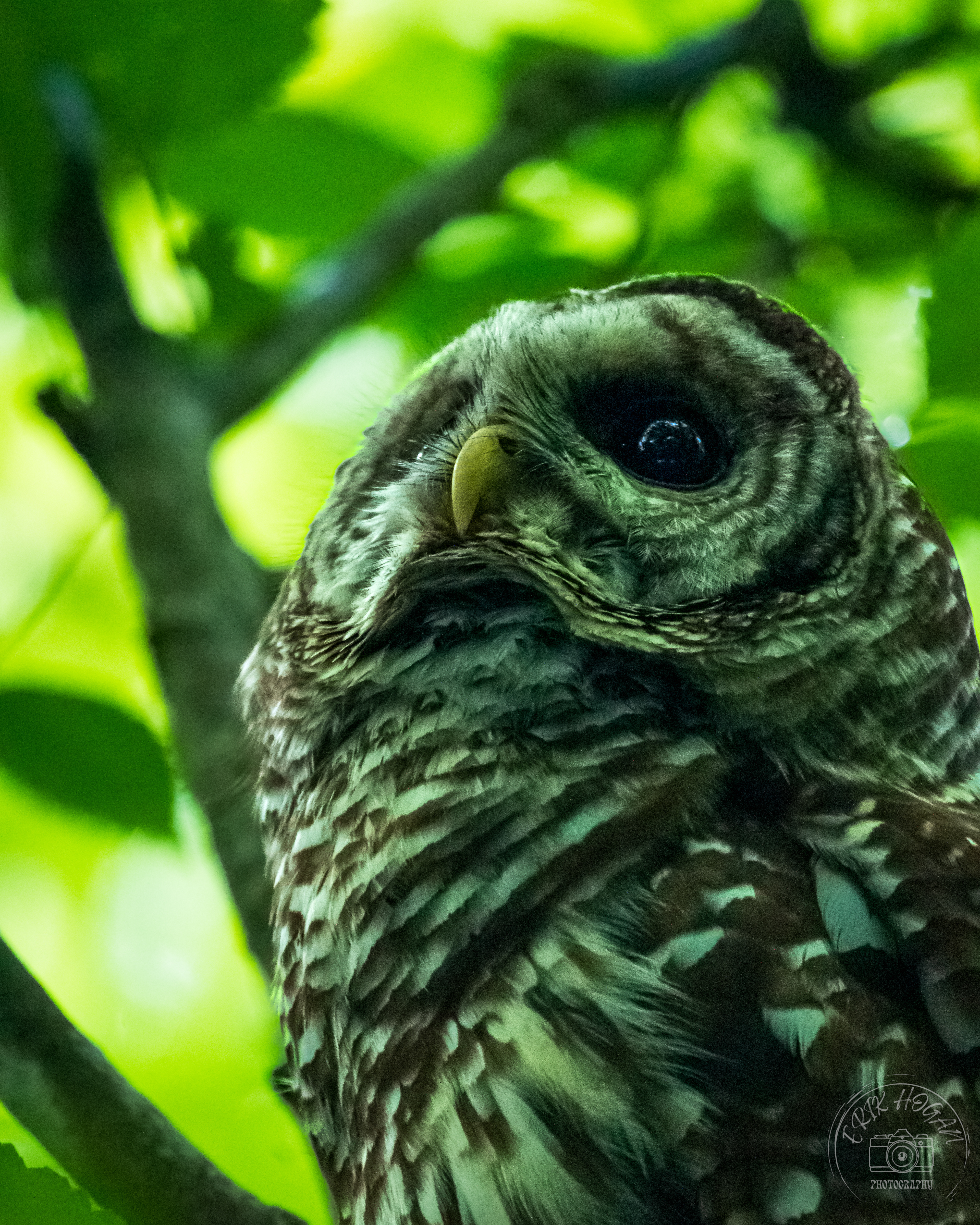 Dudley Park Barred Owl June 2023   III