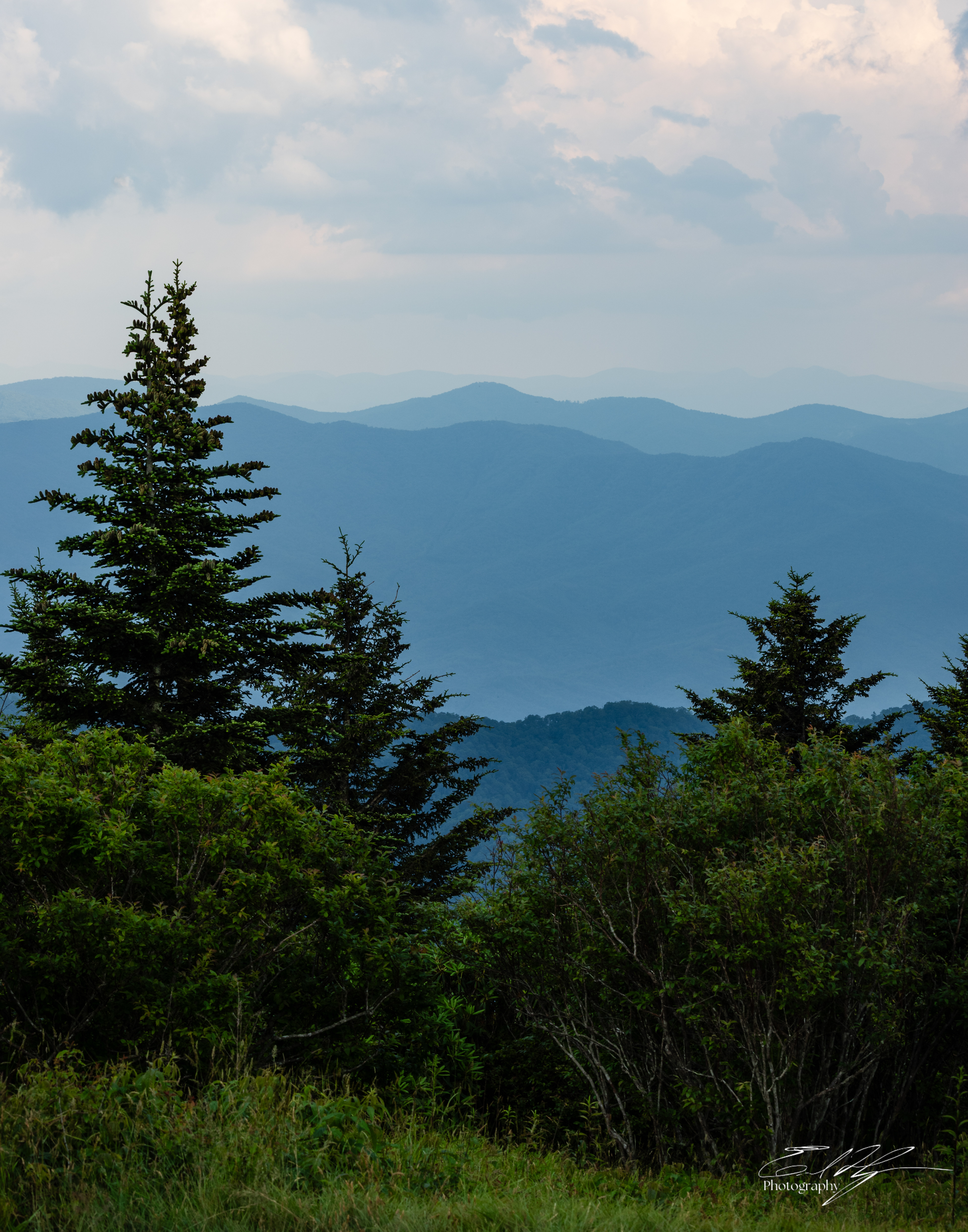 Andrew's Bald June 2025 XII