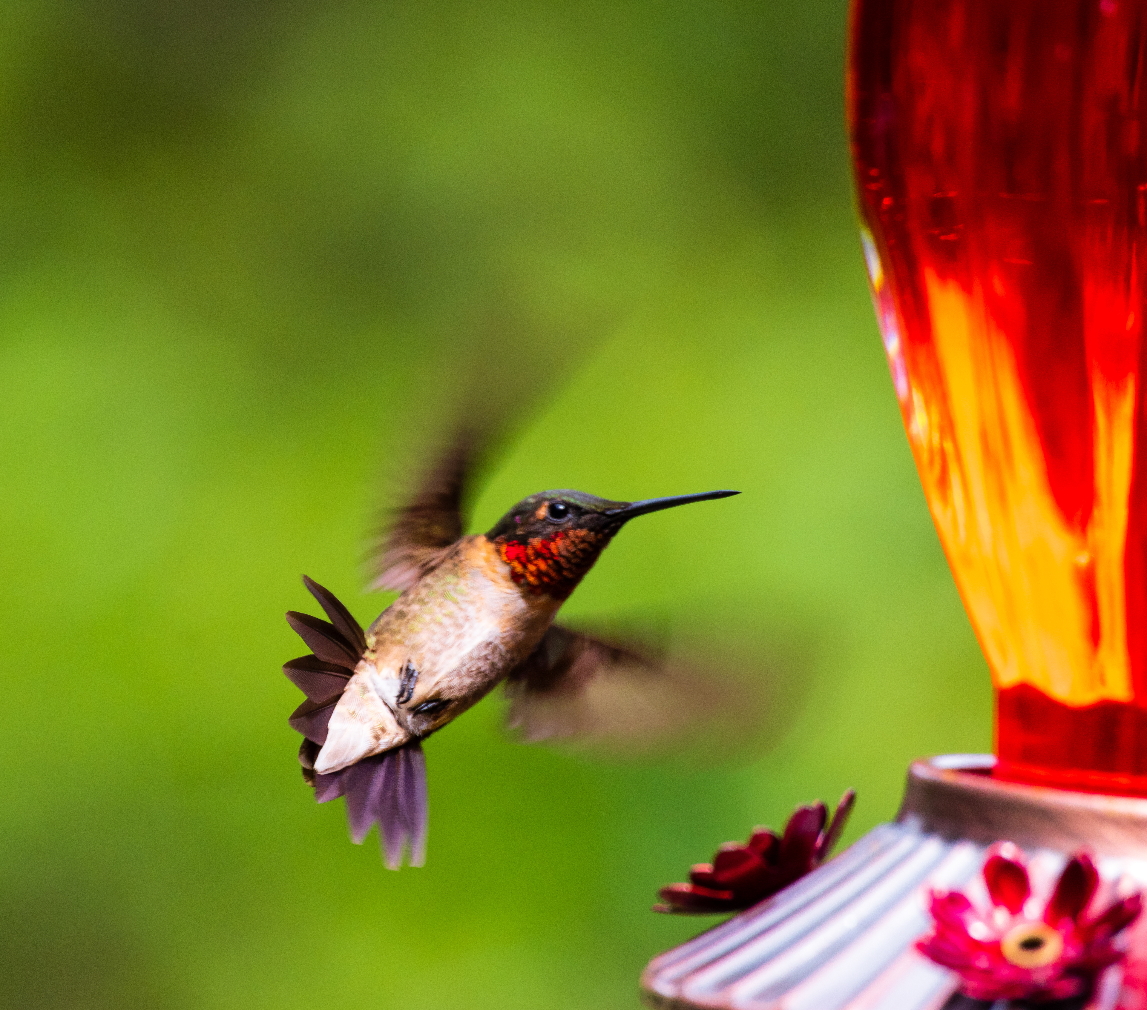 Hummingbird August 2022   III