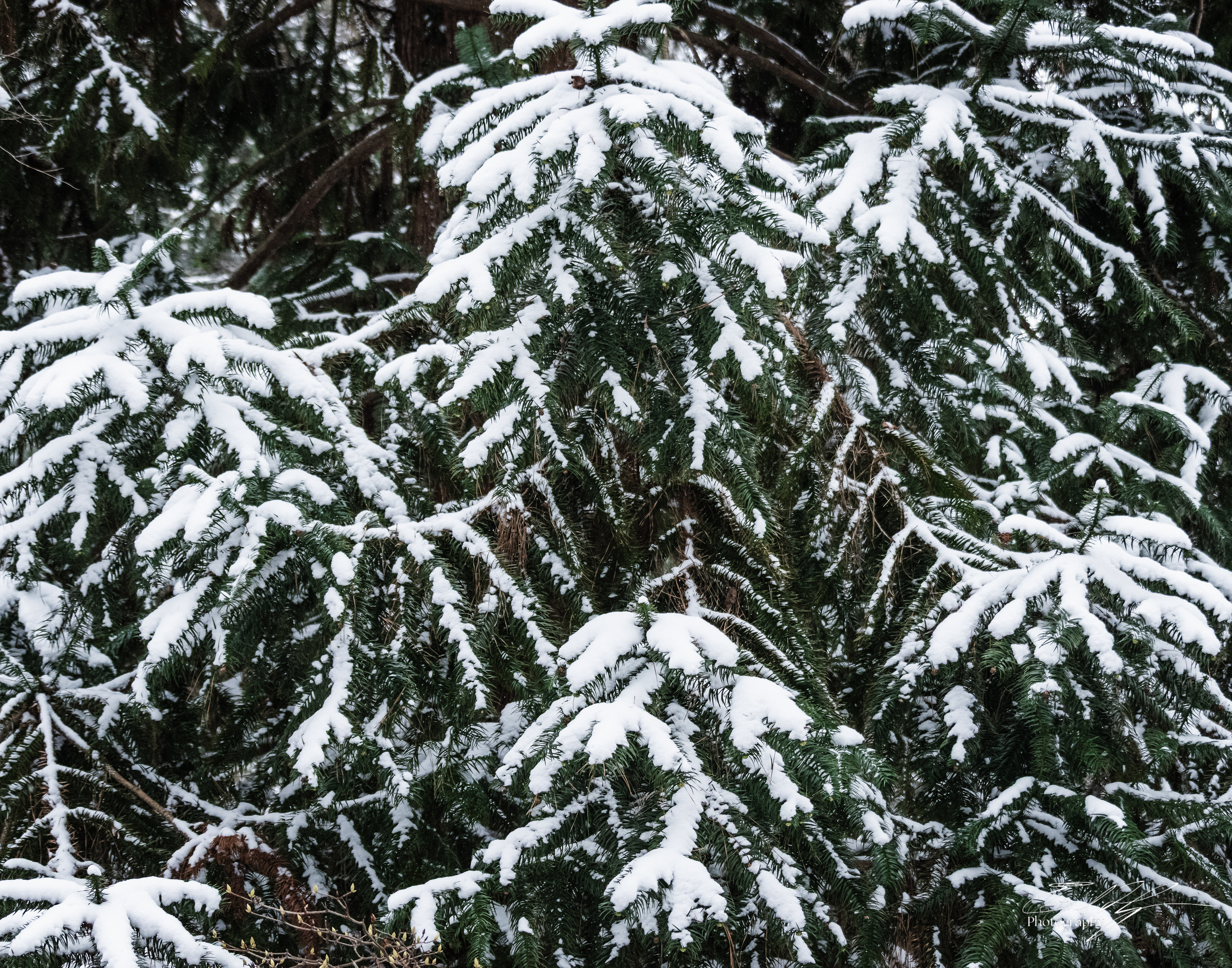 Snow Day January 2026 XV