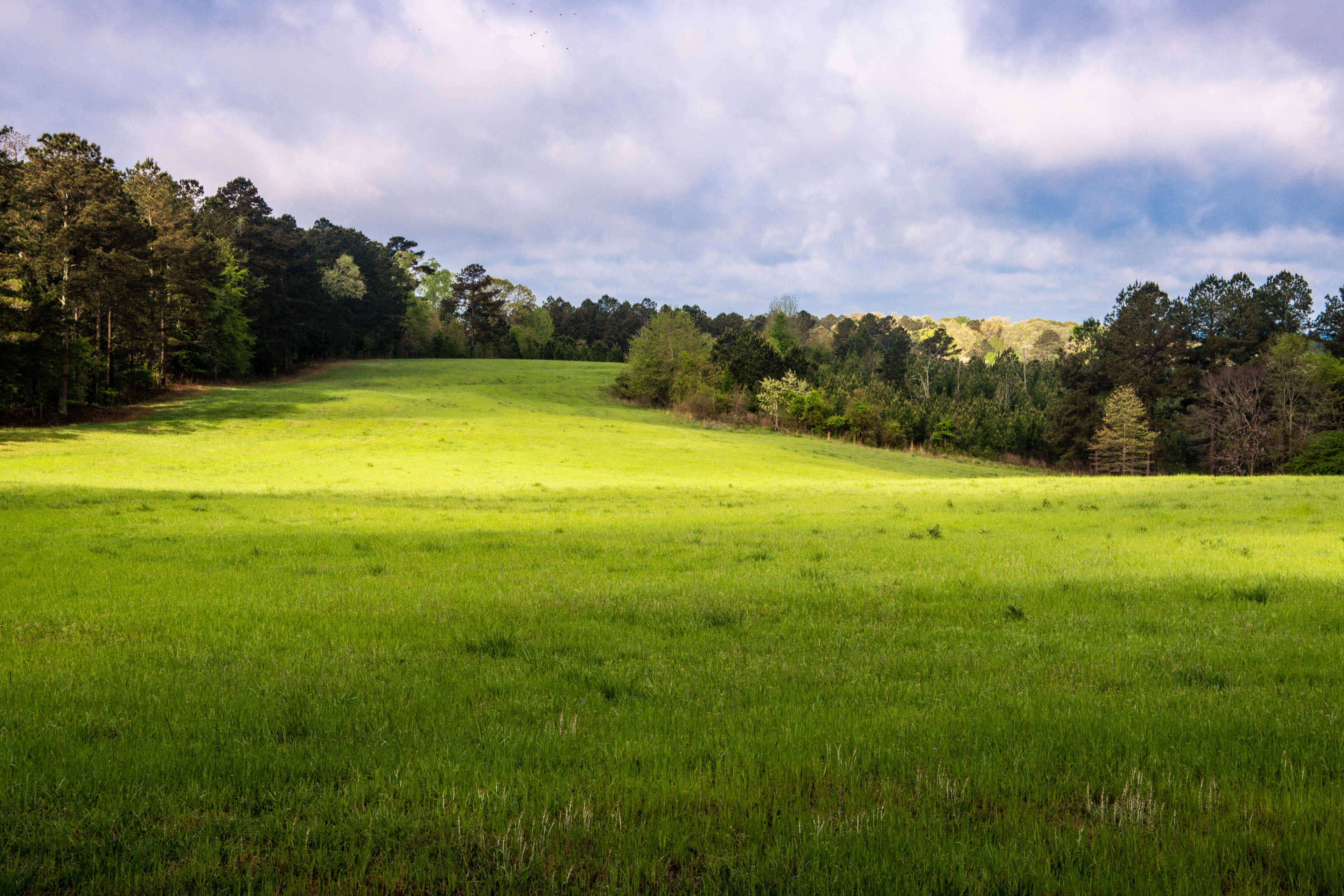 Oconee National Forest April 2021   VI