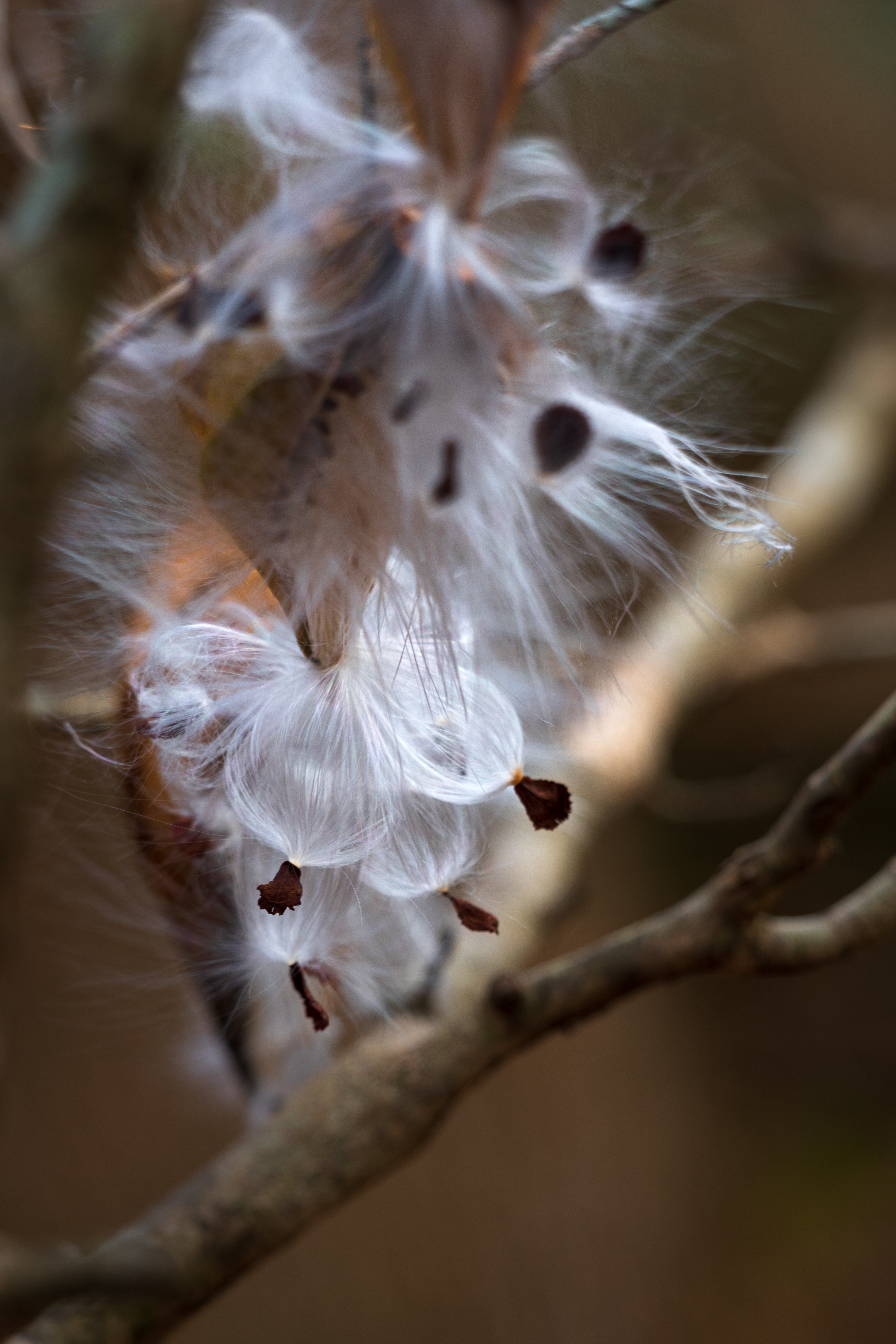 Dyar's Pasture December 2021   IV