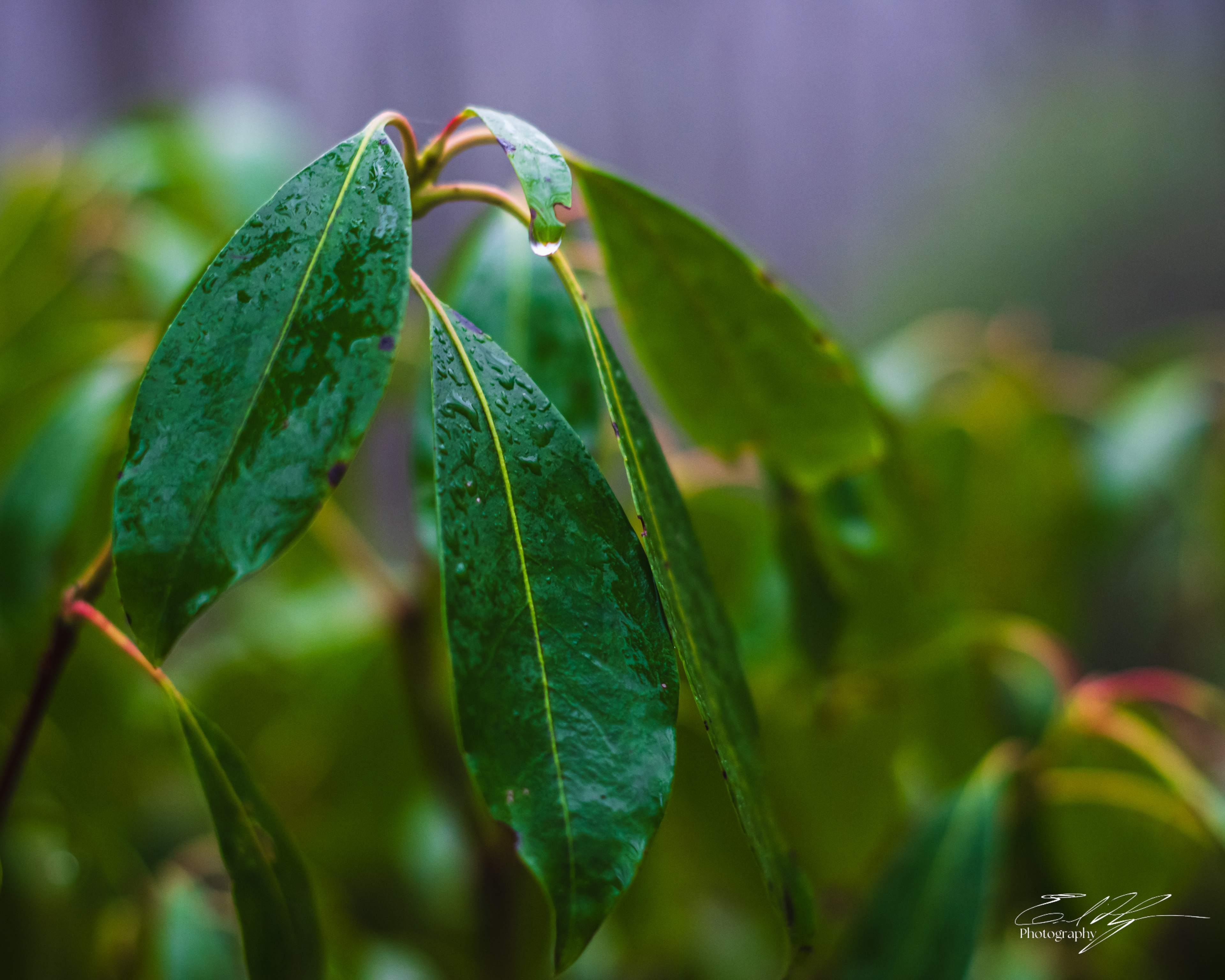 Early Spring 2025   XI