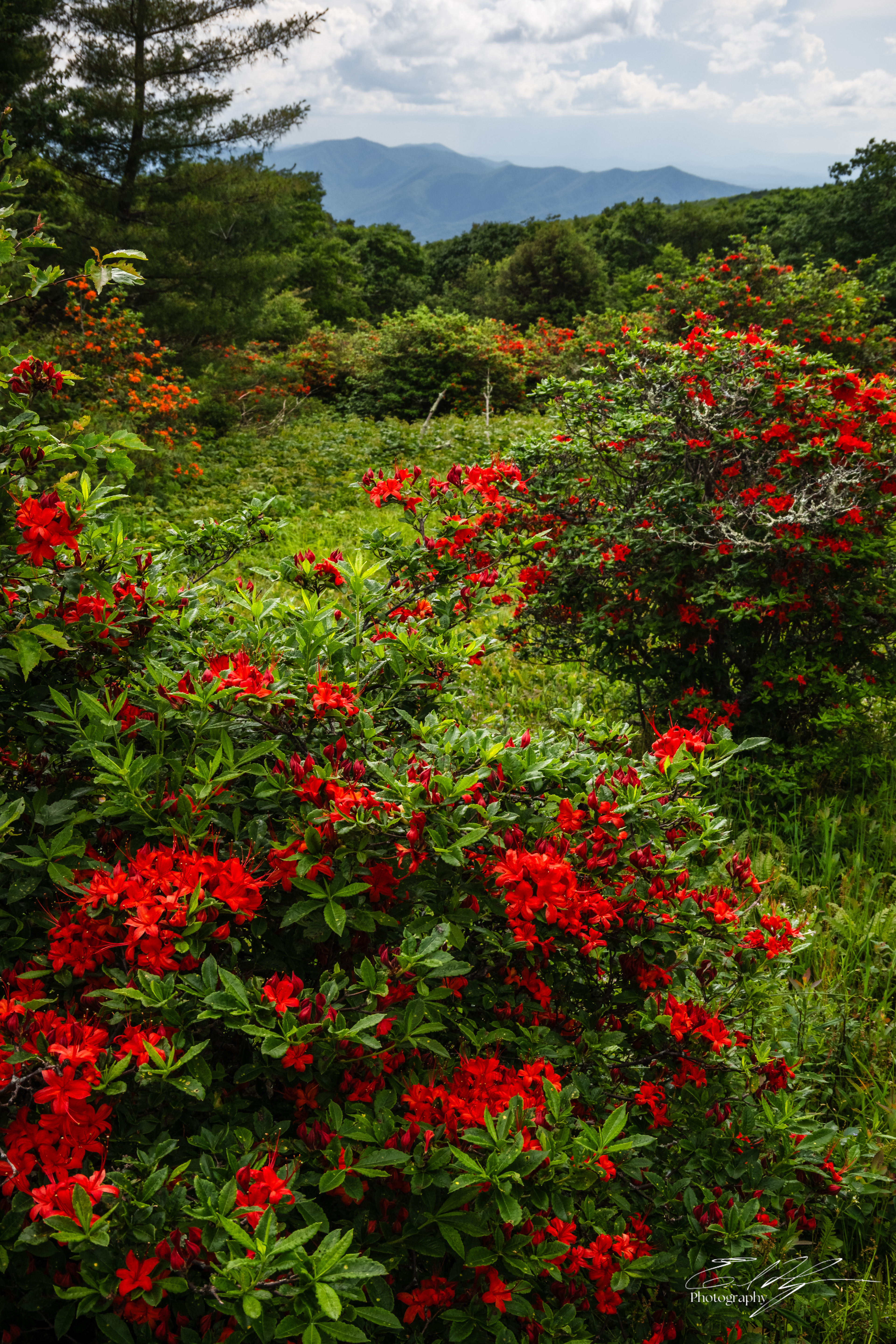 Gregory Bald June 2025 V
