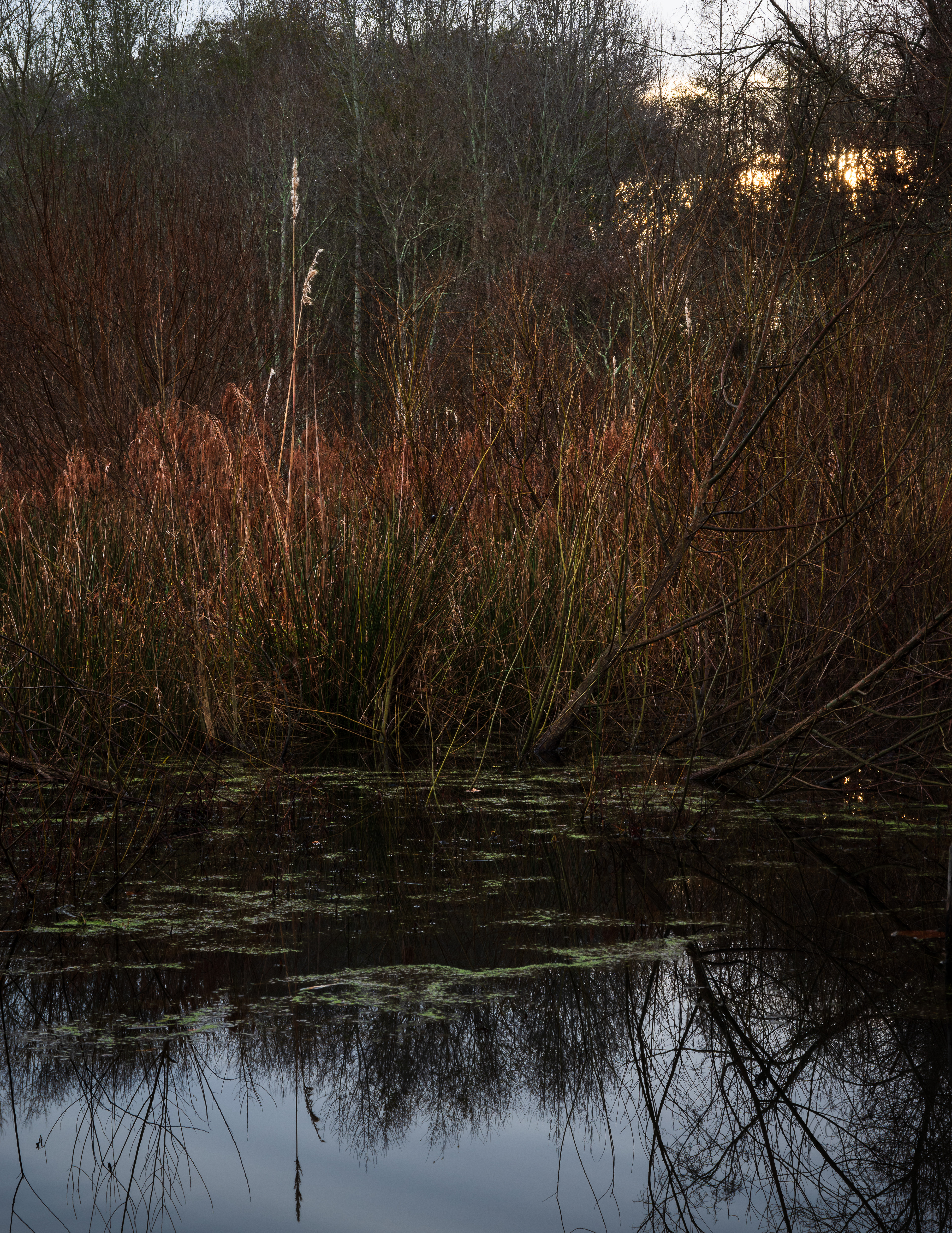 Green Bough House of Prayer January 2024   V
