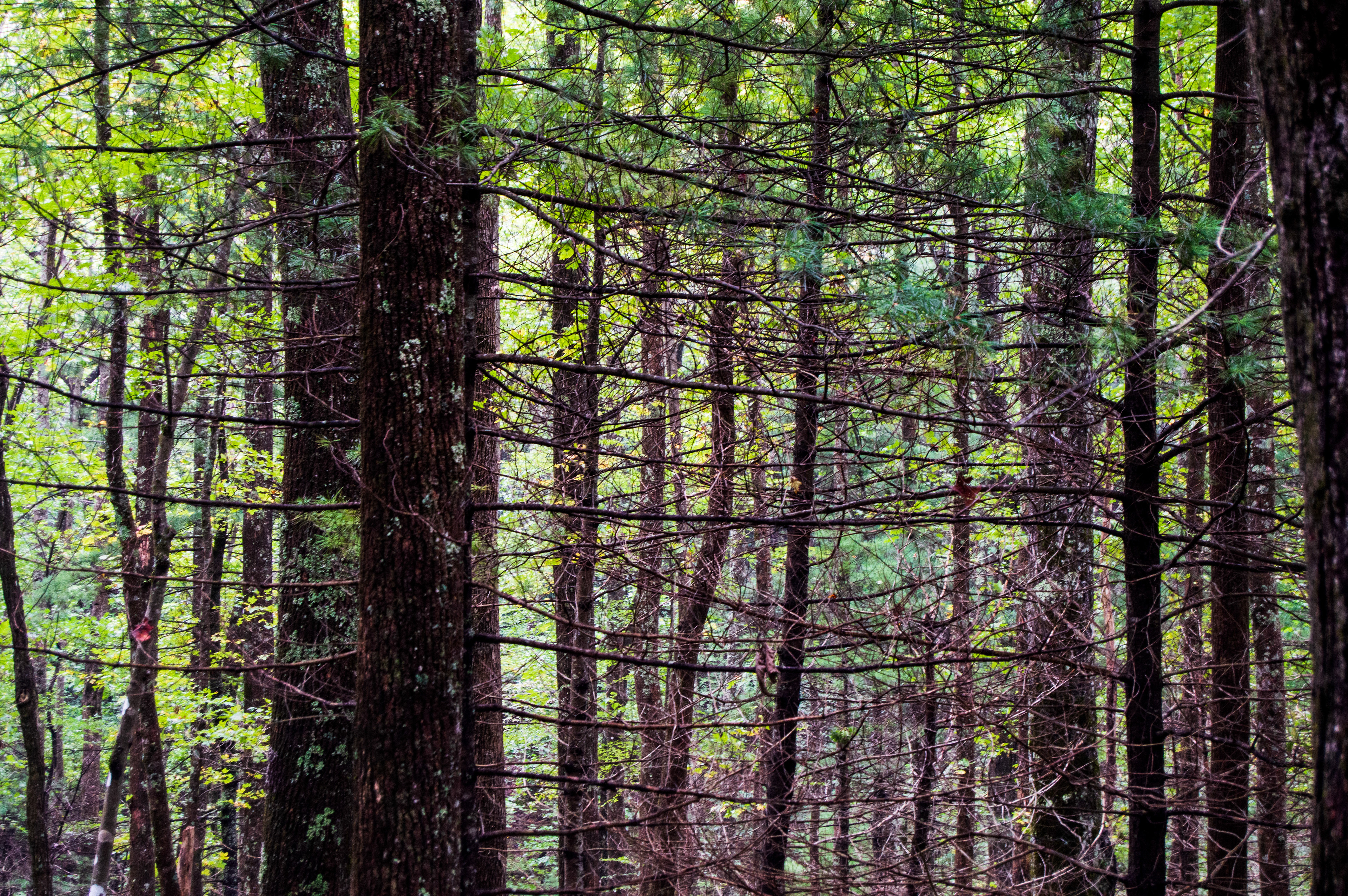 Blood Mountain September 2020   IV