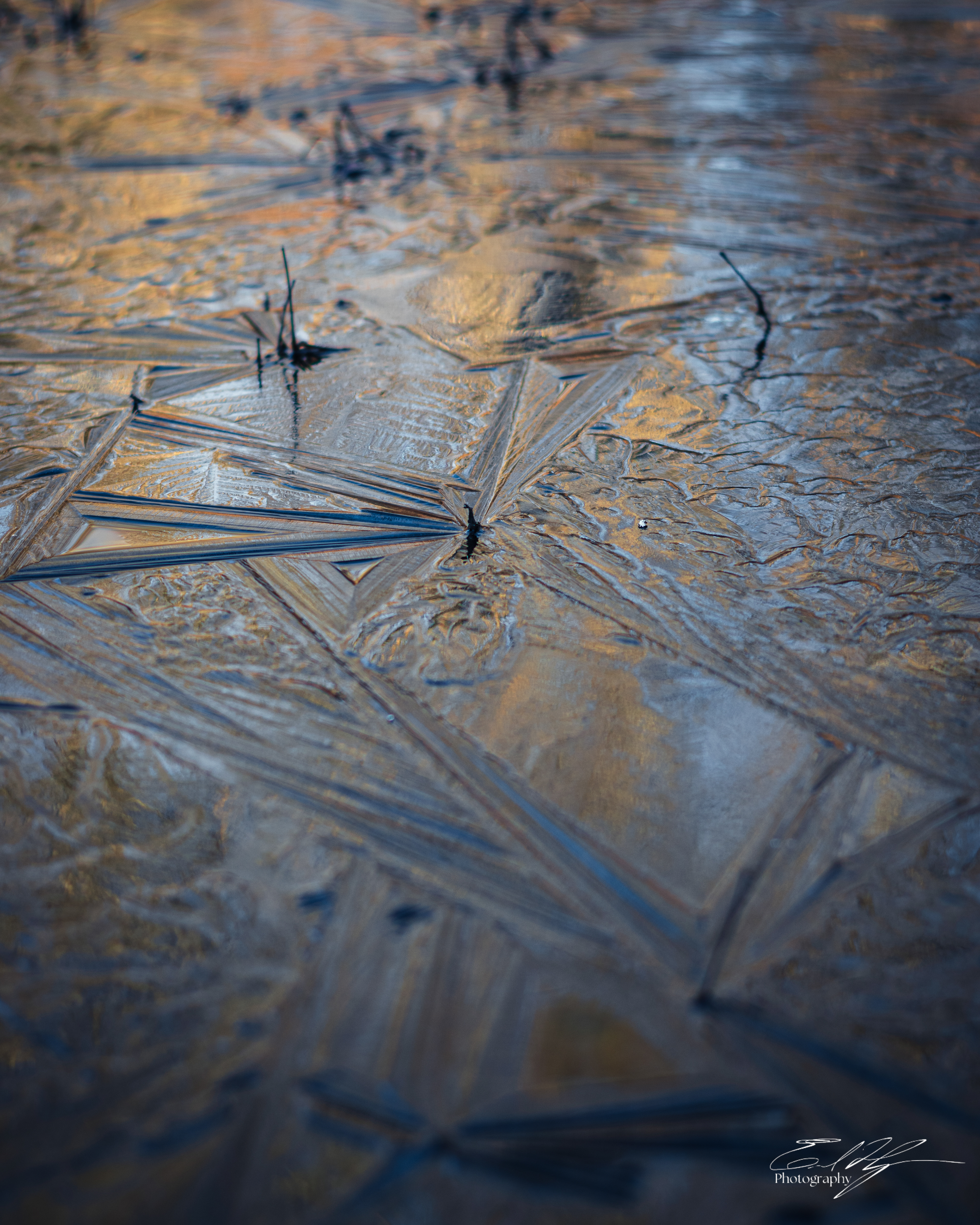 Sandy Creek Ice Portrait   VIII