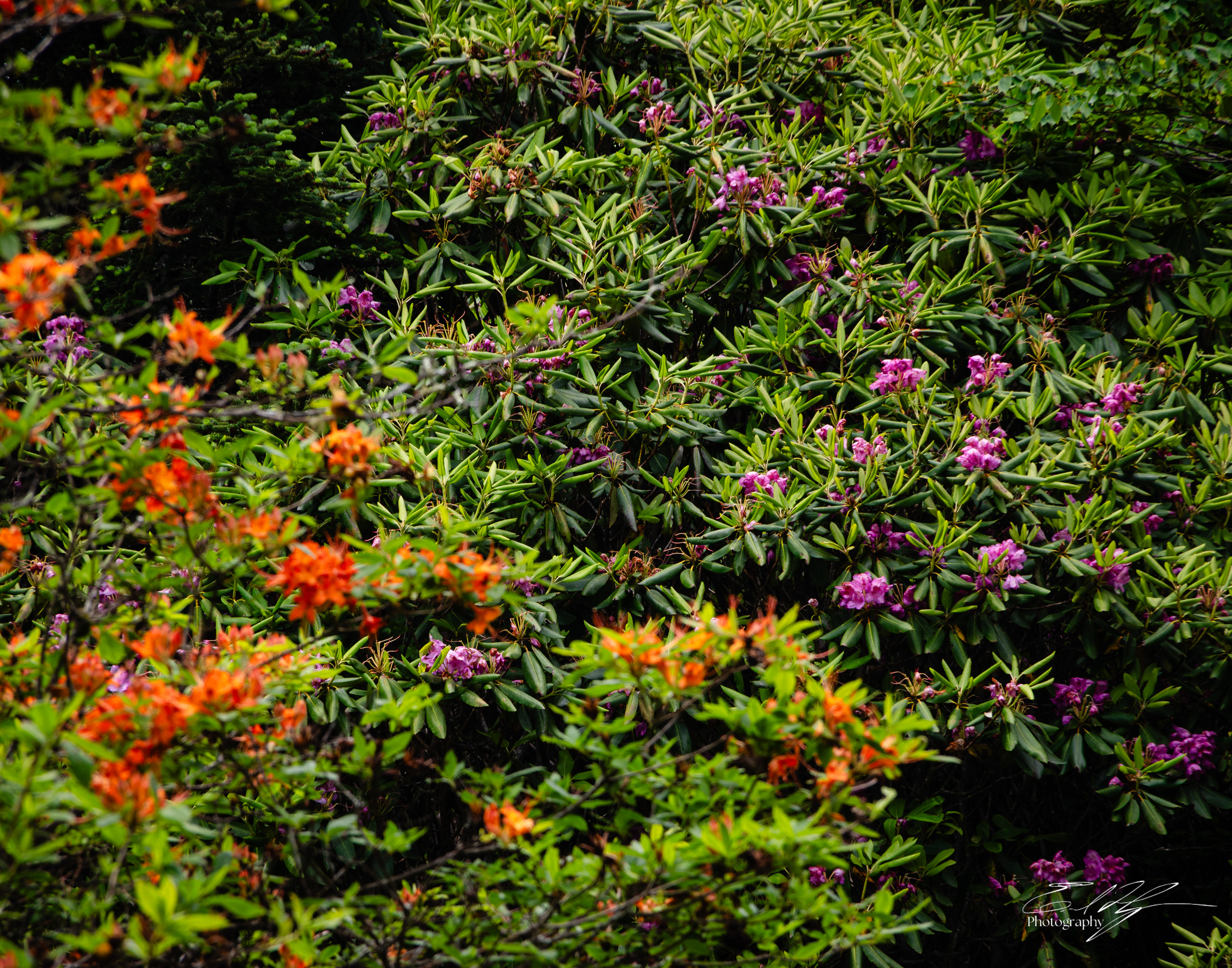 Andrew's Bald June 2025 V