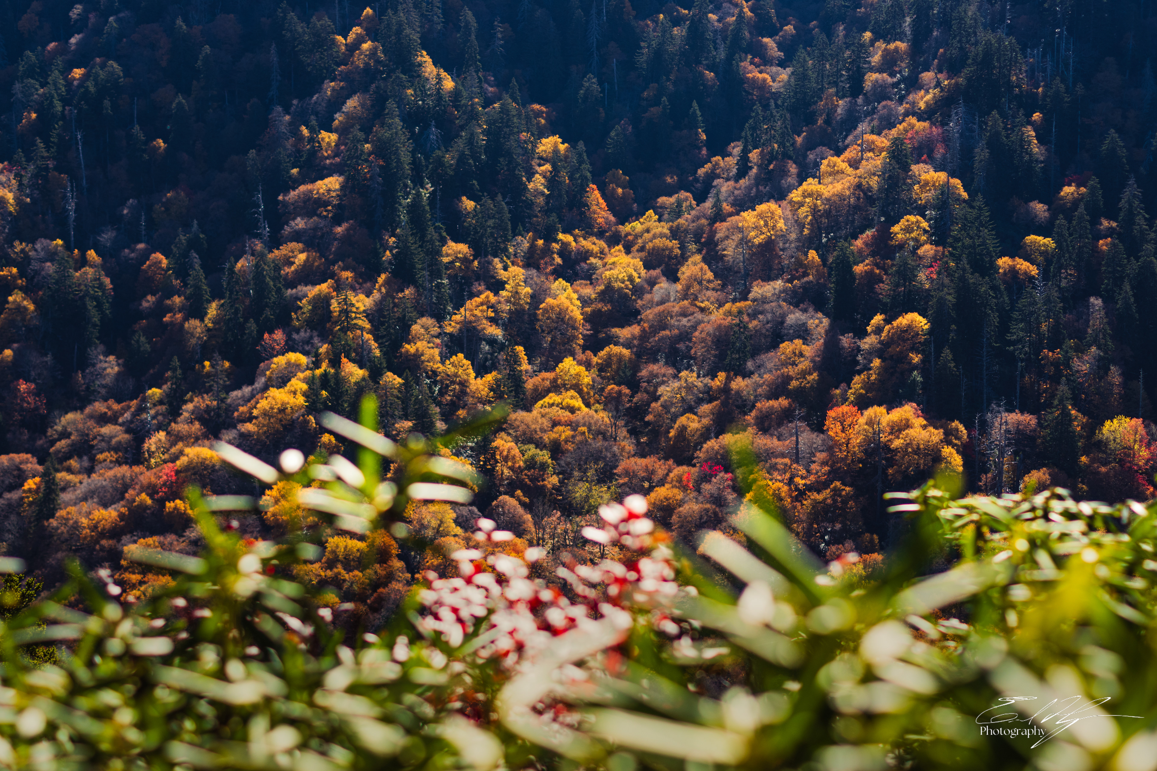 Alum Cave Trail October 2024   VII