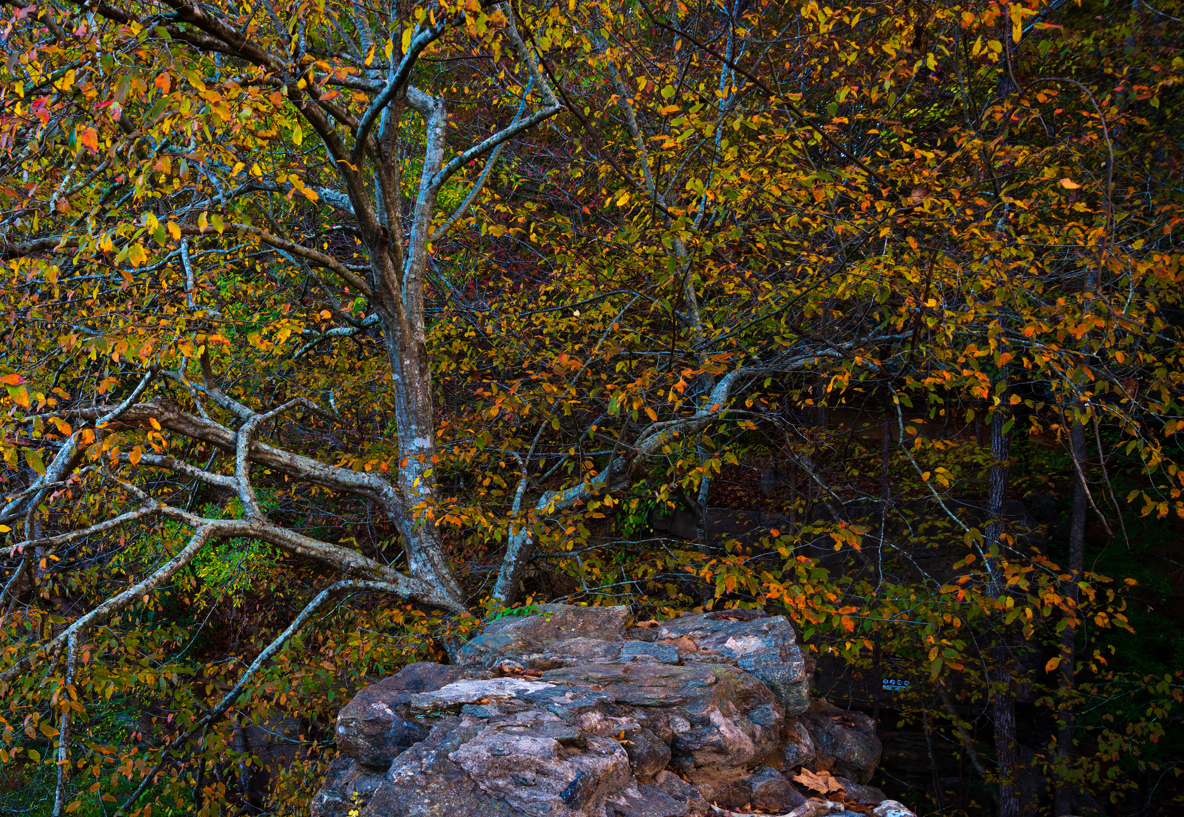 Ben Burton Park November 2021   IV