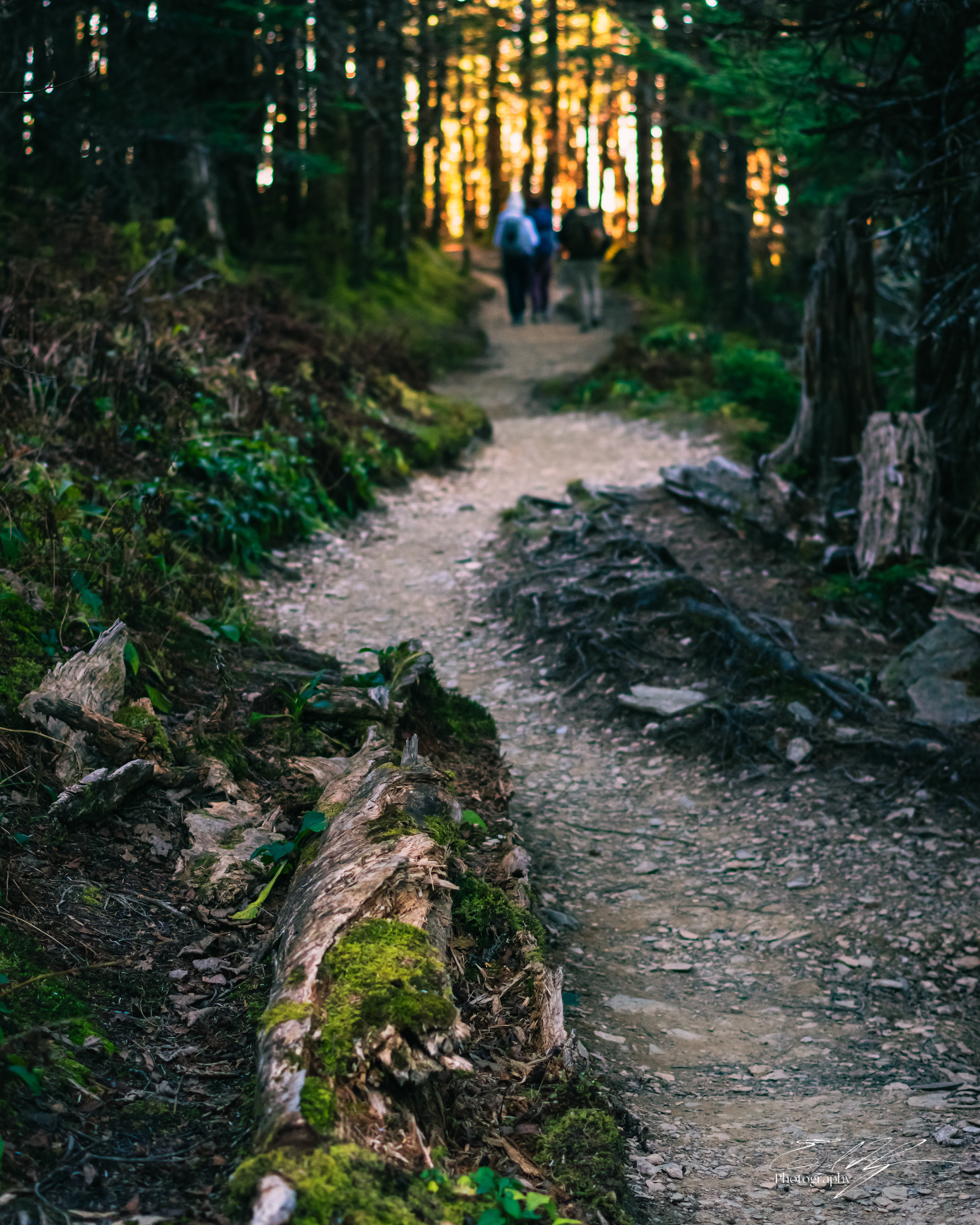 Mount LeConte October 2024   XIII