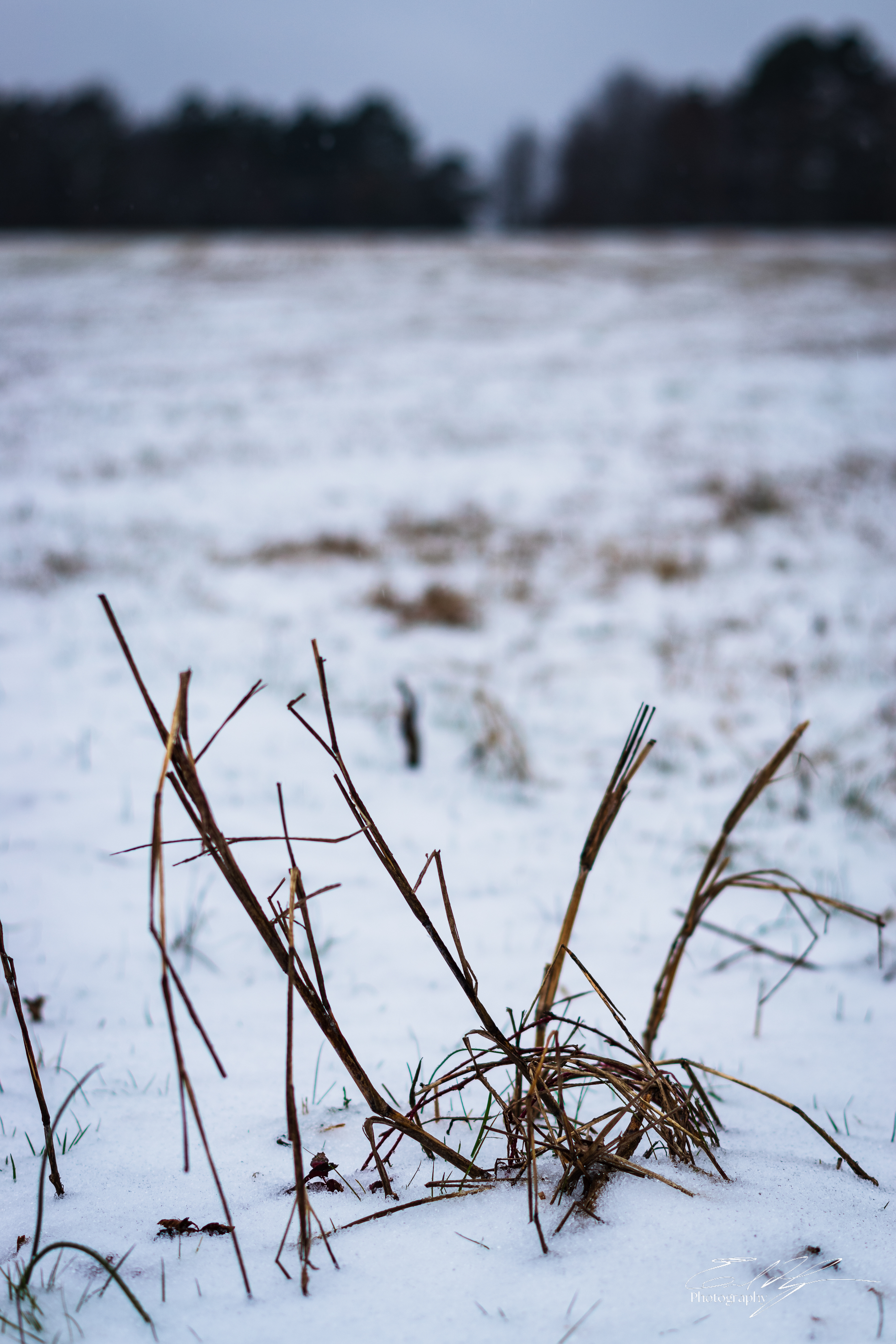 Snow Day January 2025   I