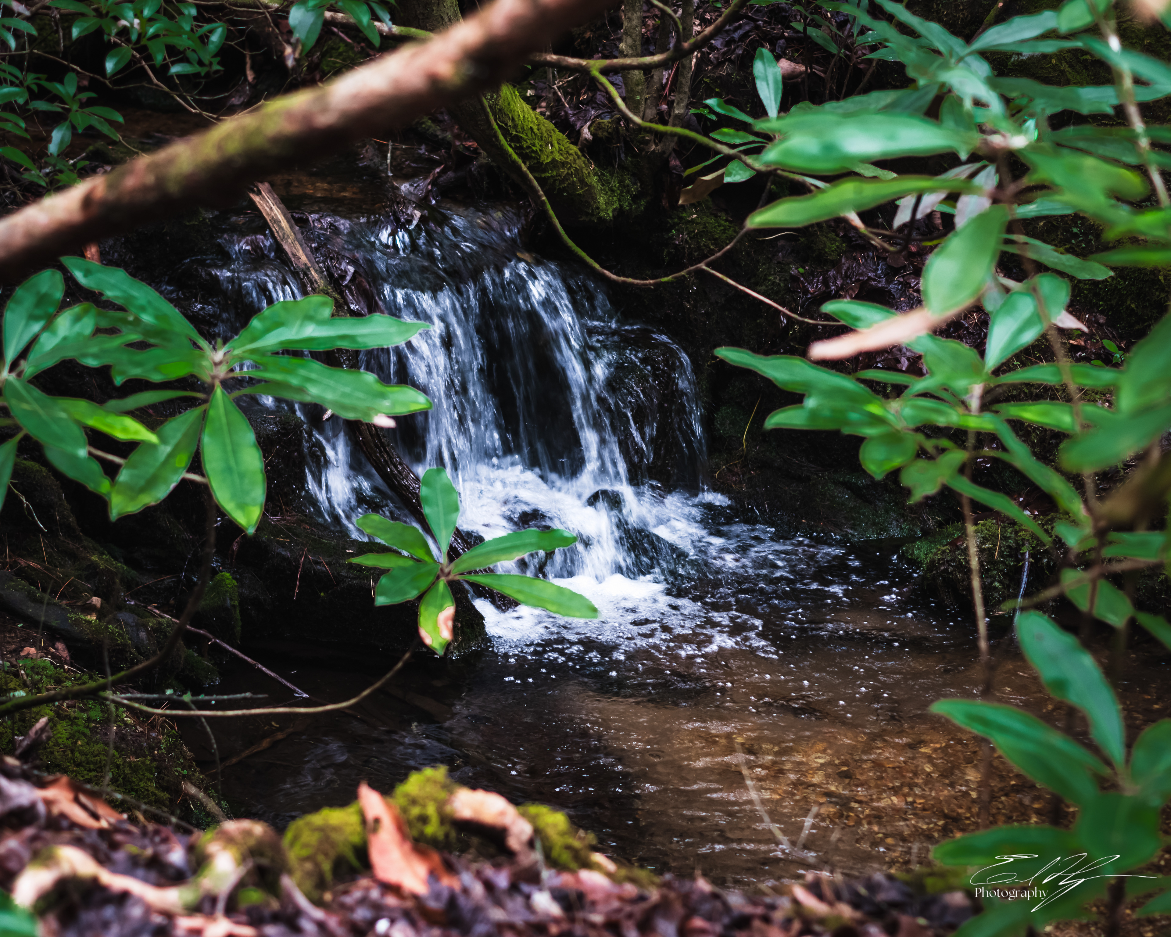 Early Spring 2025   XIV