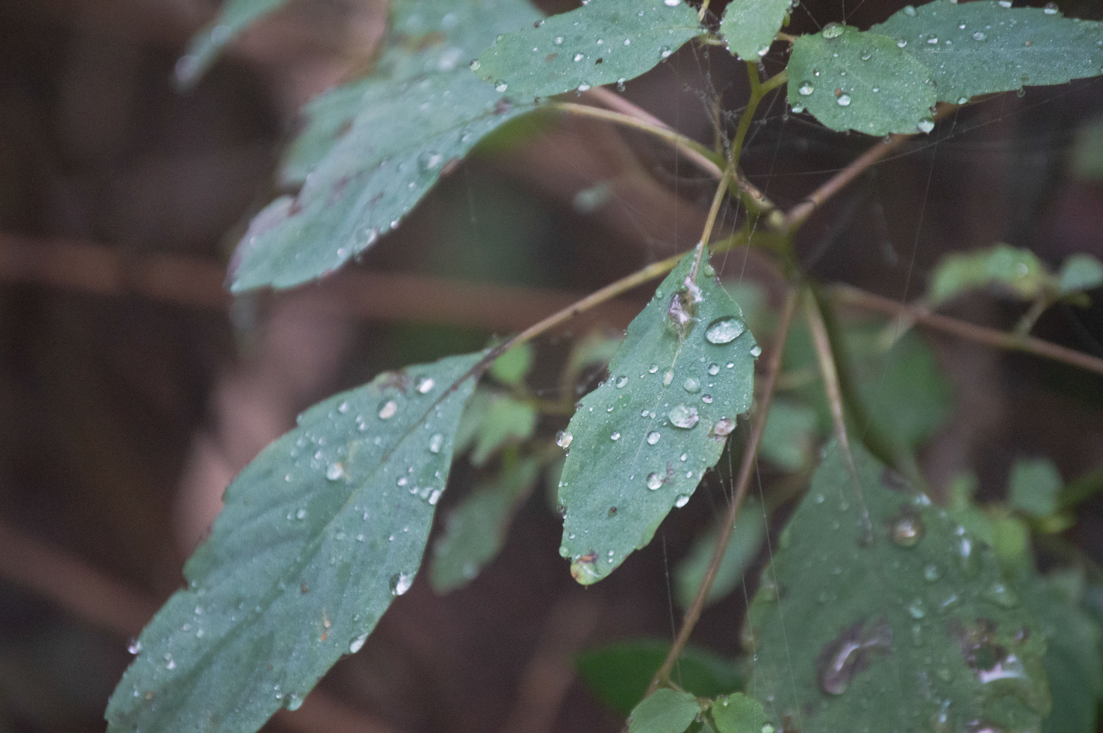 Blood Mountain September 2020   I